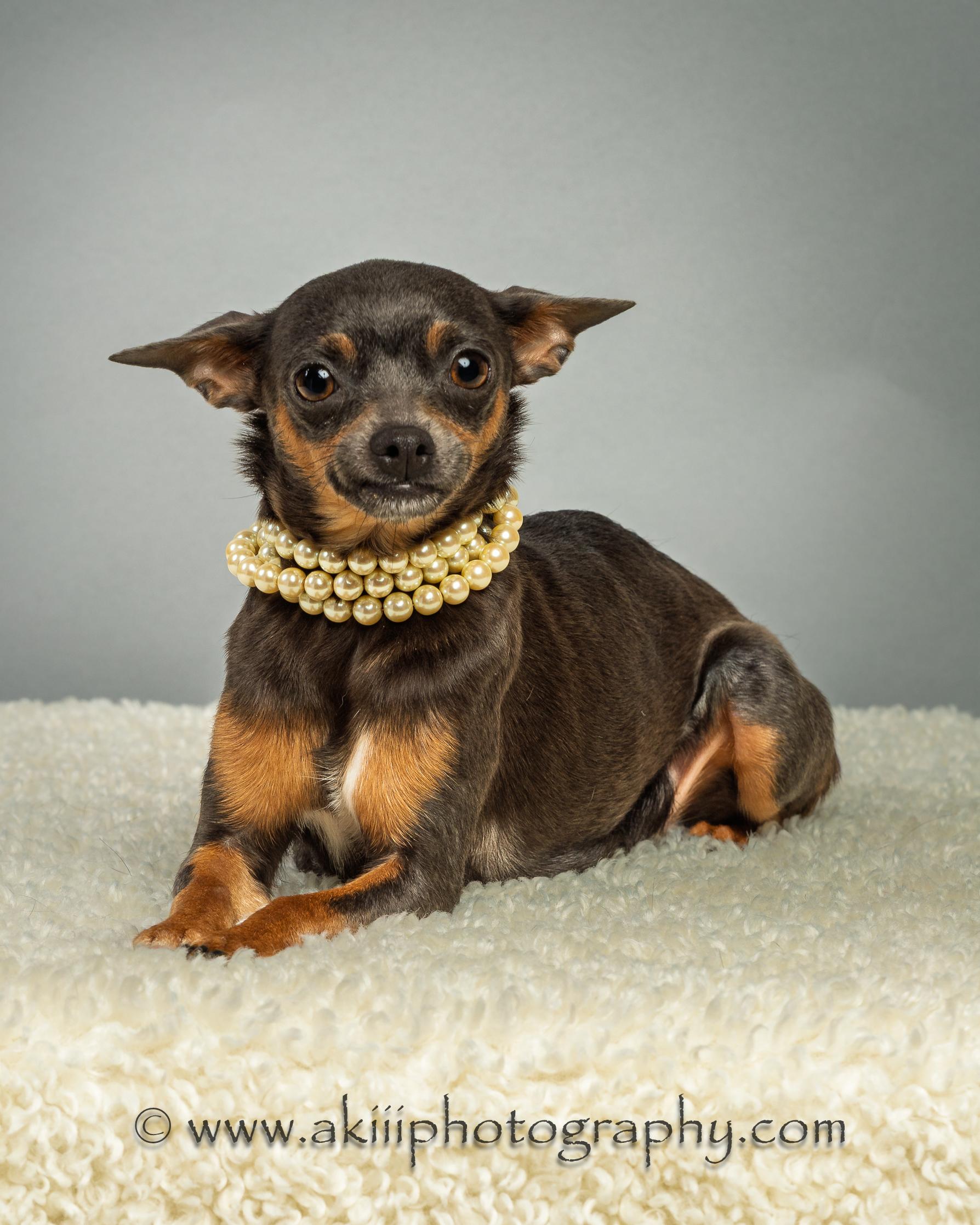 Lola - Coming Late July, a ADOPTABLE Chihuahua in Plano, TX image 3/6