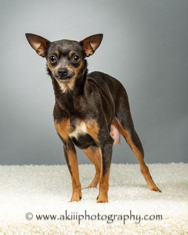 Lola - Coming Late July, ADOPTABLE, Young Female Chihuahua.