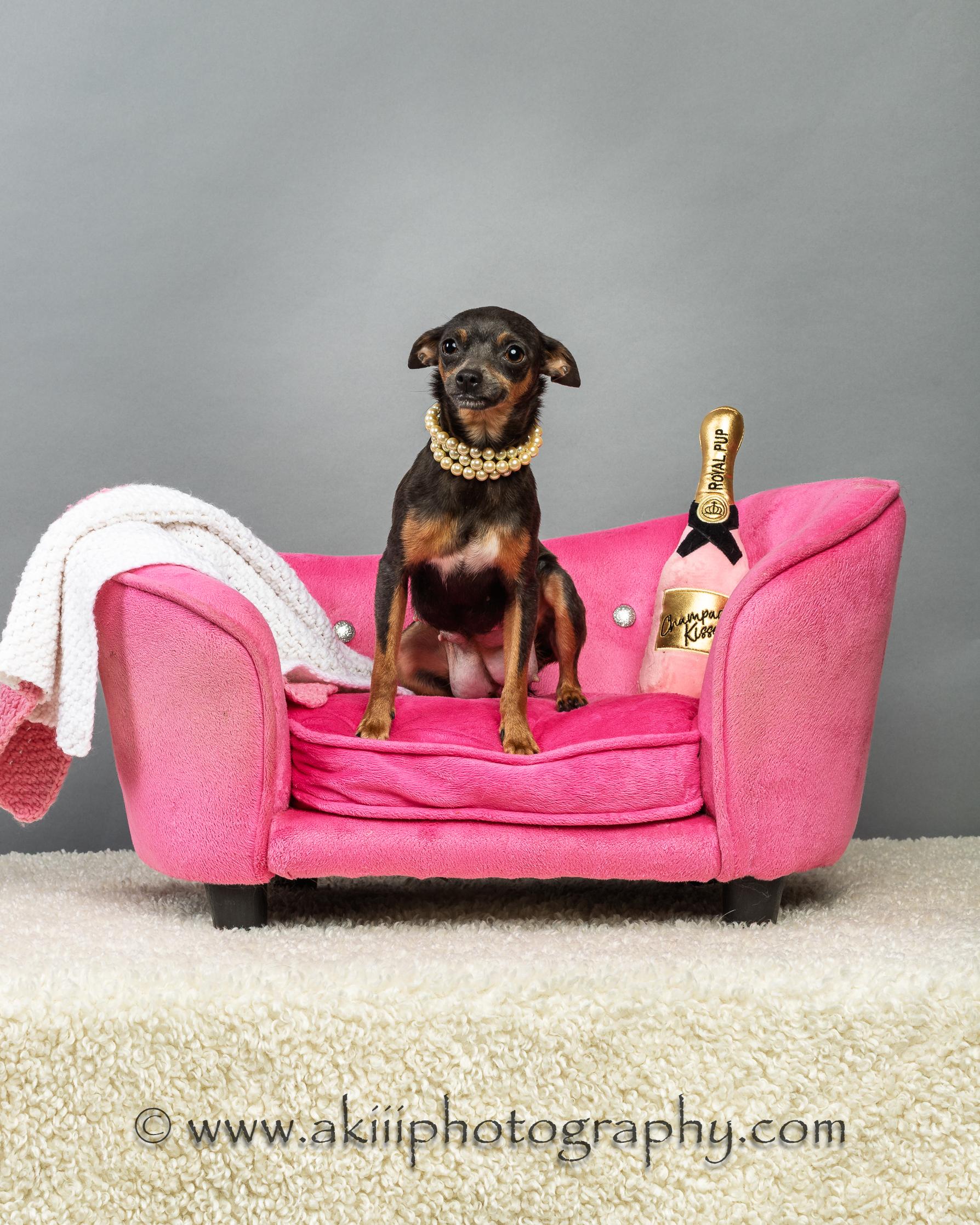 Lola - Coming Late July, a ADOPTABLE Chihuahua in Plano, TX image 4/6