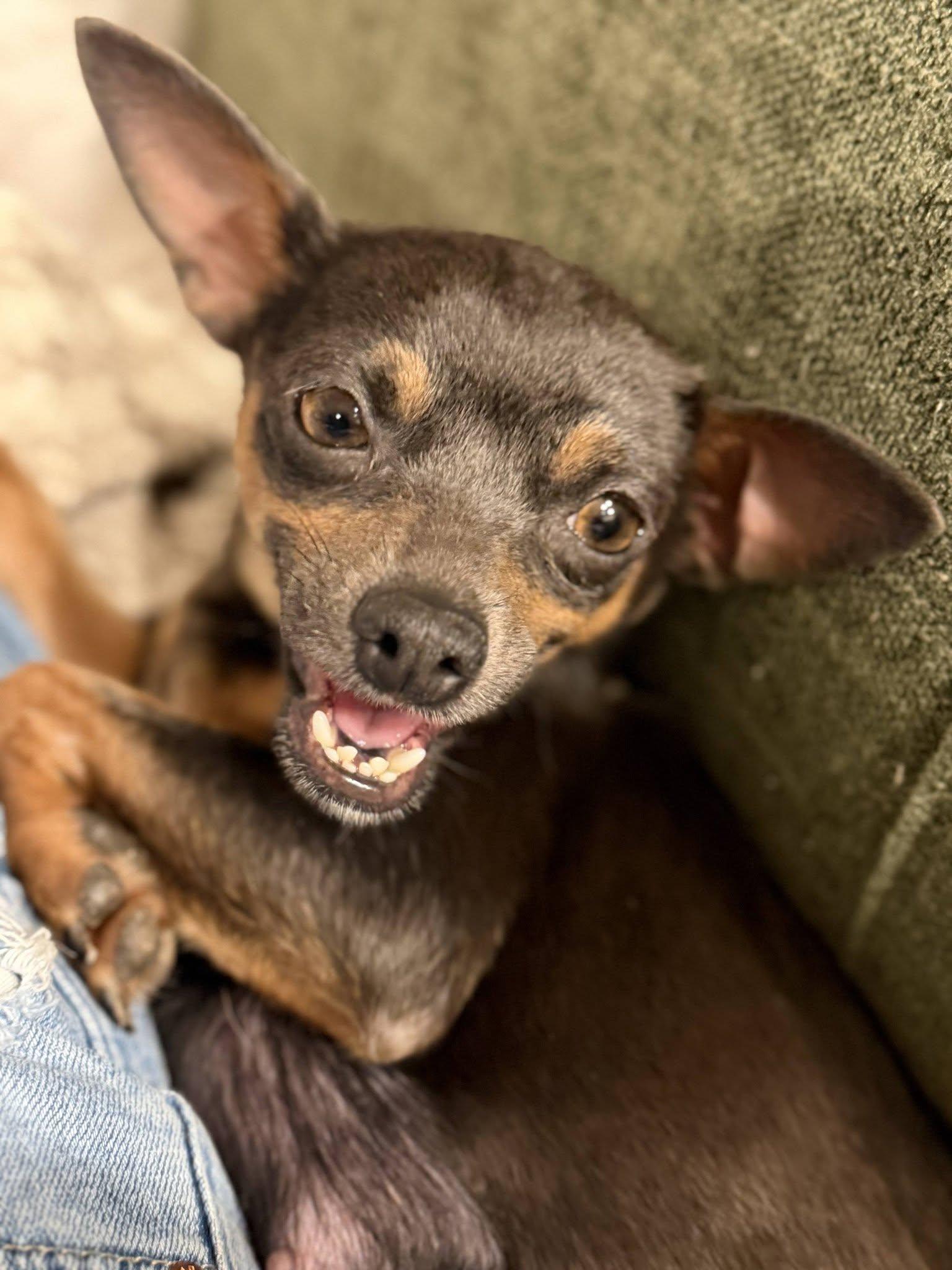 Lola - Coming Late July, a ADOPTABLE Chihuahua in Plano, TX image 6/6