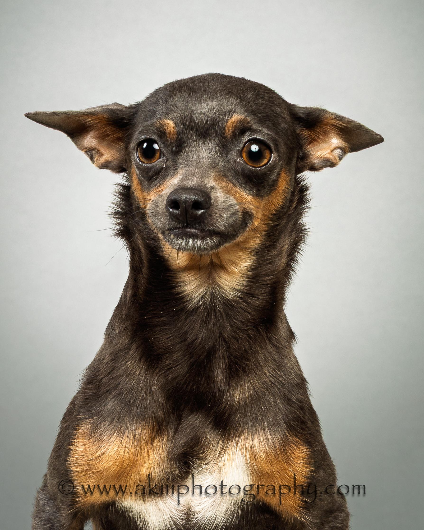 Lola - Coming Late July, a ADOPTABLE Chihuahua in Plano, TX image 2/6