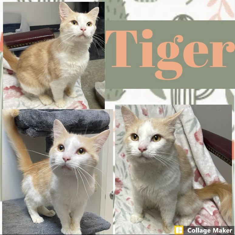 Tiger, ADOPTABLE, Adult Male Domestic Short Hair.