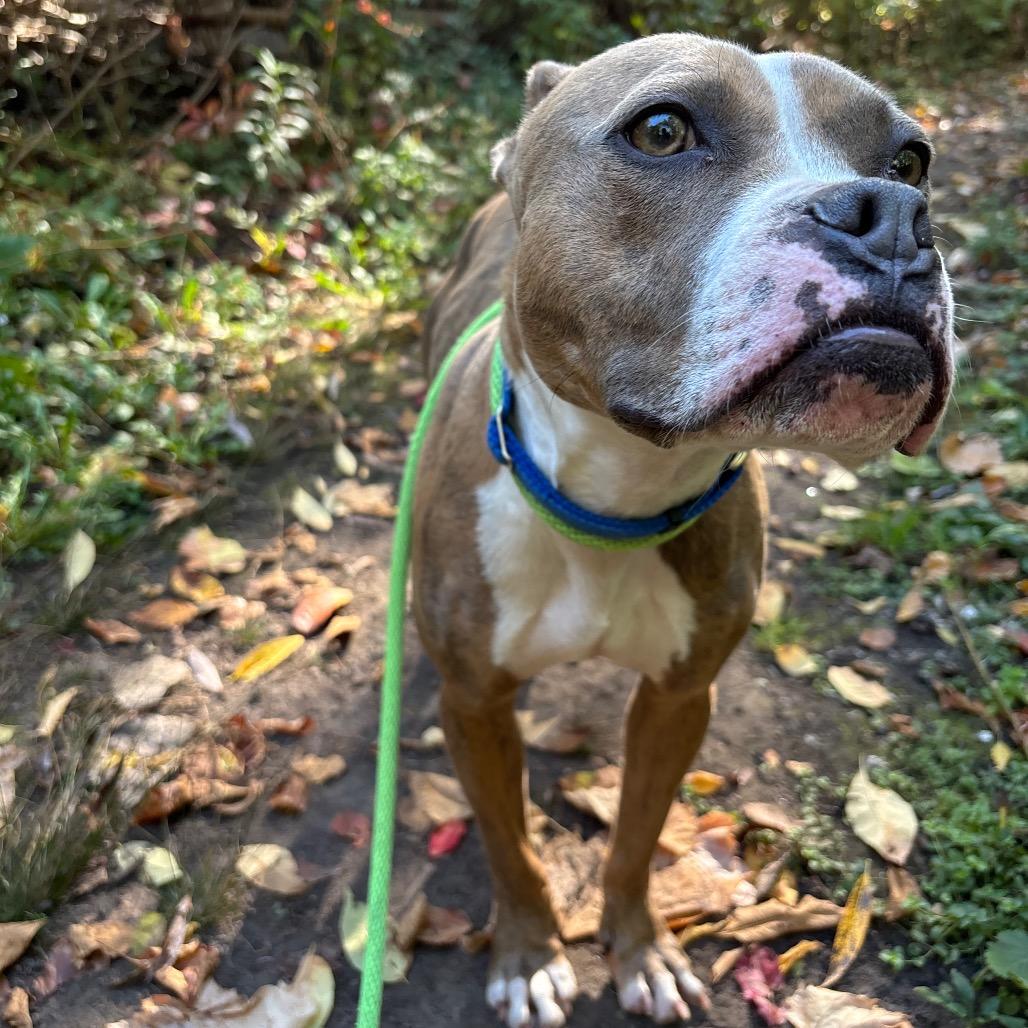 Romeo, Adoptable, Adult Male Mixed Breed.