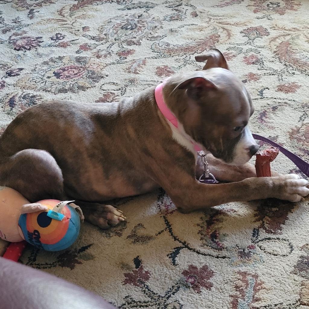 Enlarge Romeo, a Adoptable Mixed Breed in Grand Rapids, MI image 2/6