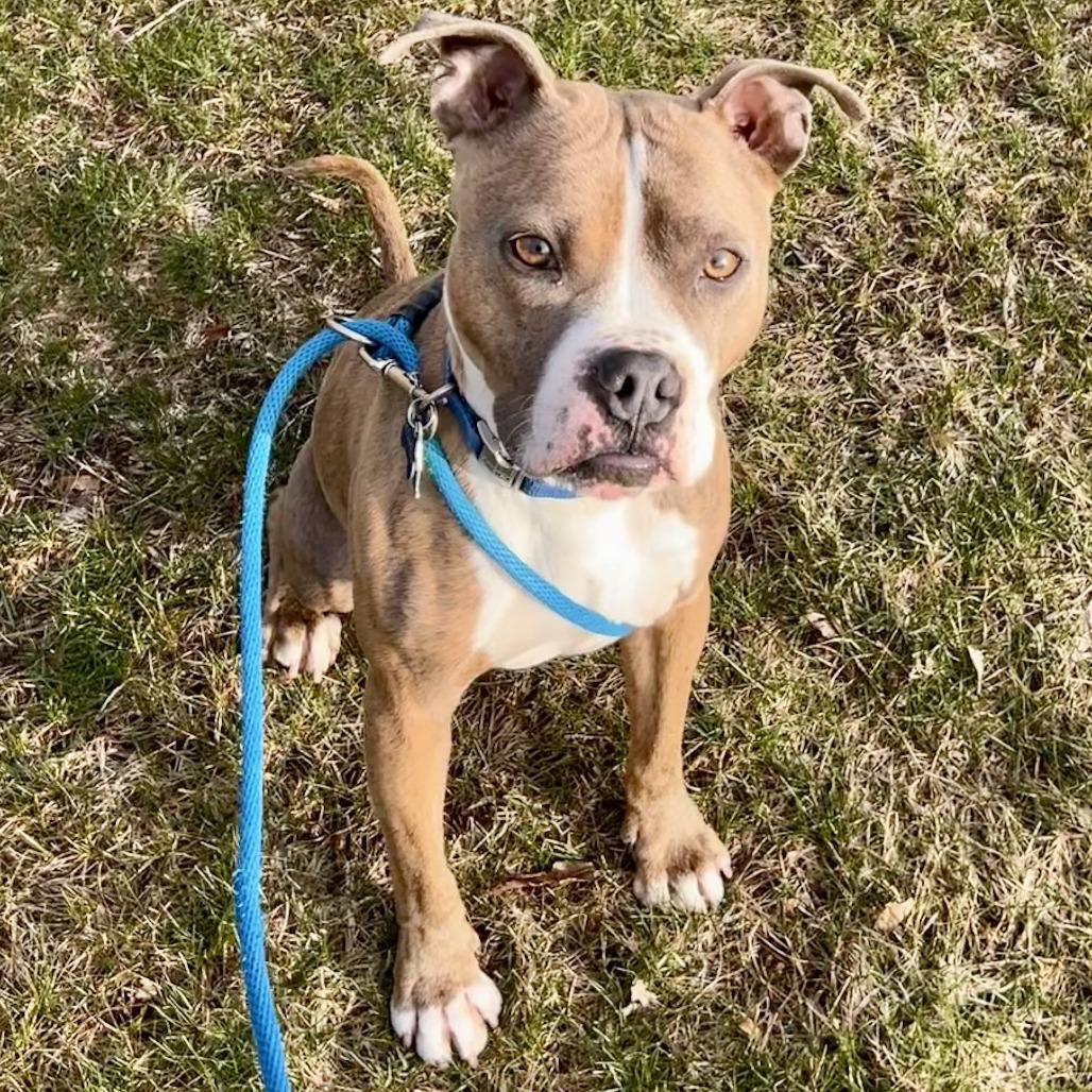 Enlarge Romeo, a Adoptable Mixed Breed in Grand Rapids, MI image 3/6