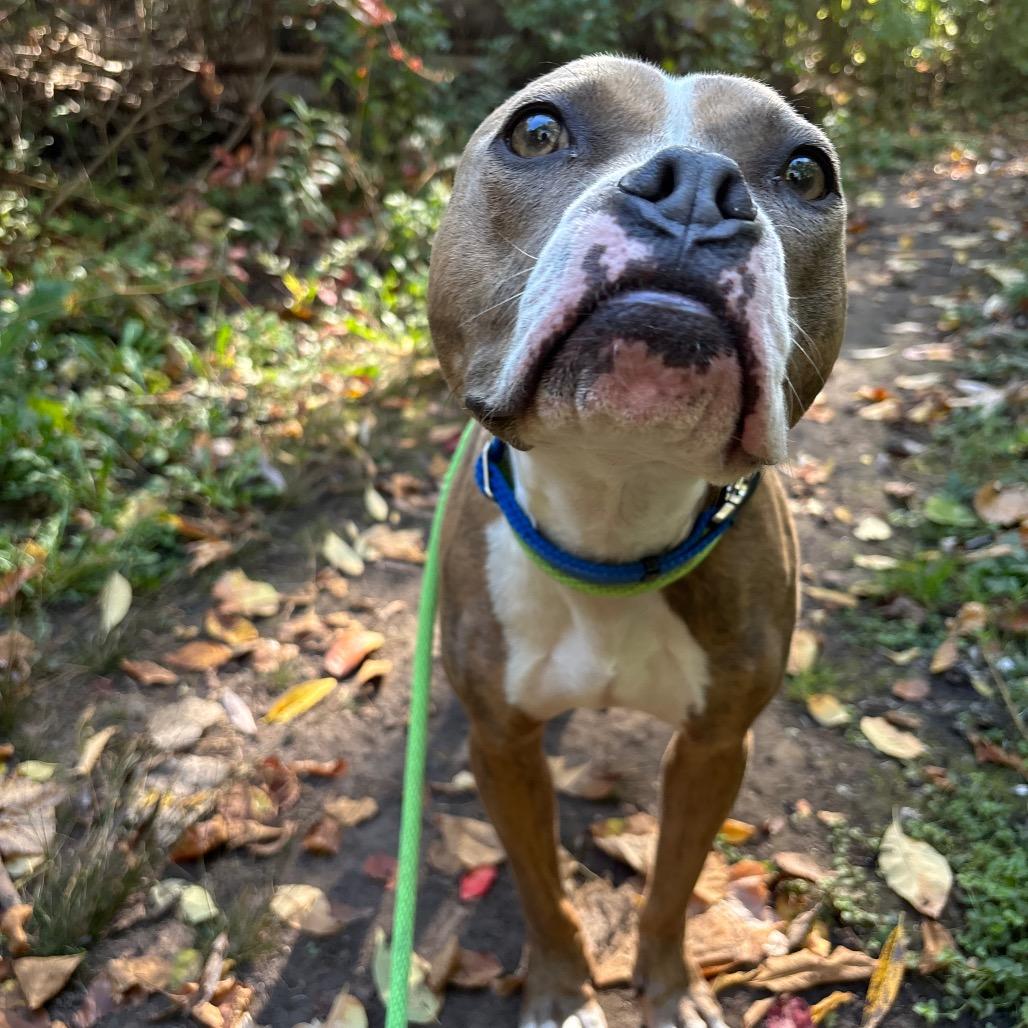 Enlarge Romeo, a Adoptable Mixed Breed in Grand Rapids, MI image 3/6