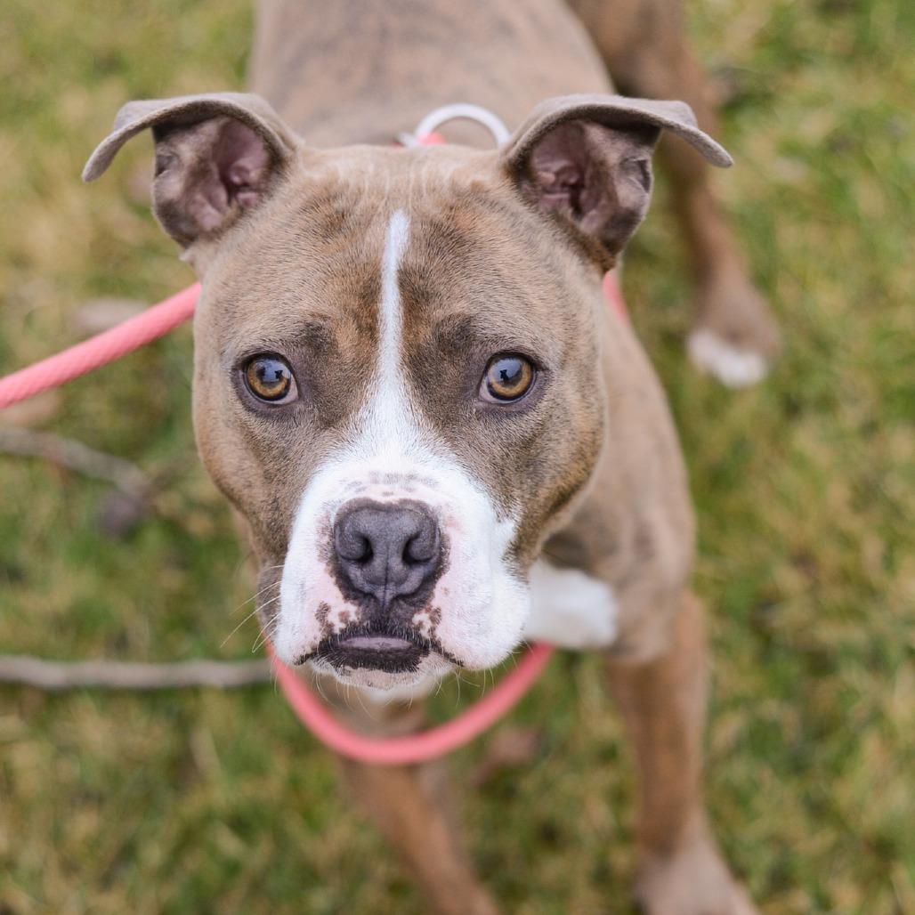 Enlarge Romeo, a Adoptable Mixed Breed in Grand Rapids, MI image 4/6