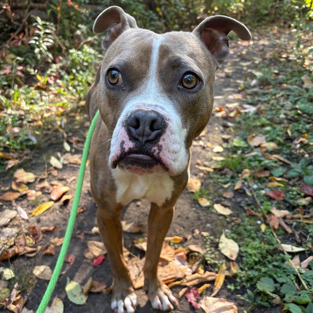 Enlarge Romeo, a Adoptable Mixed Breed in Grand Rapids, MI image 5/6