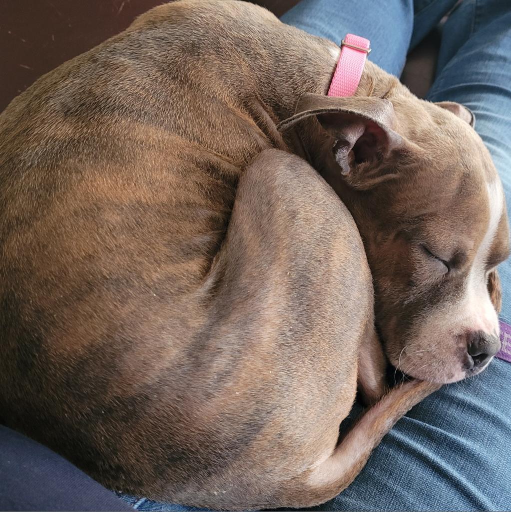 Romeo — thumbnail 6