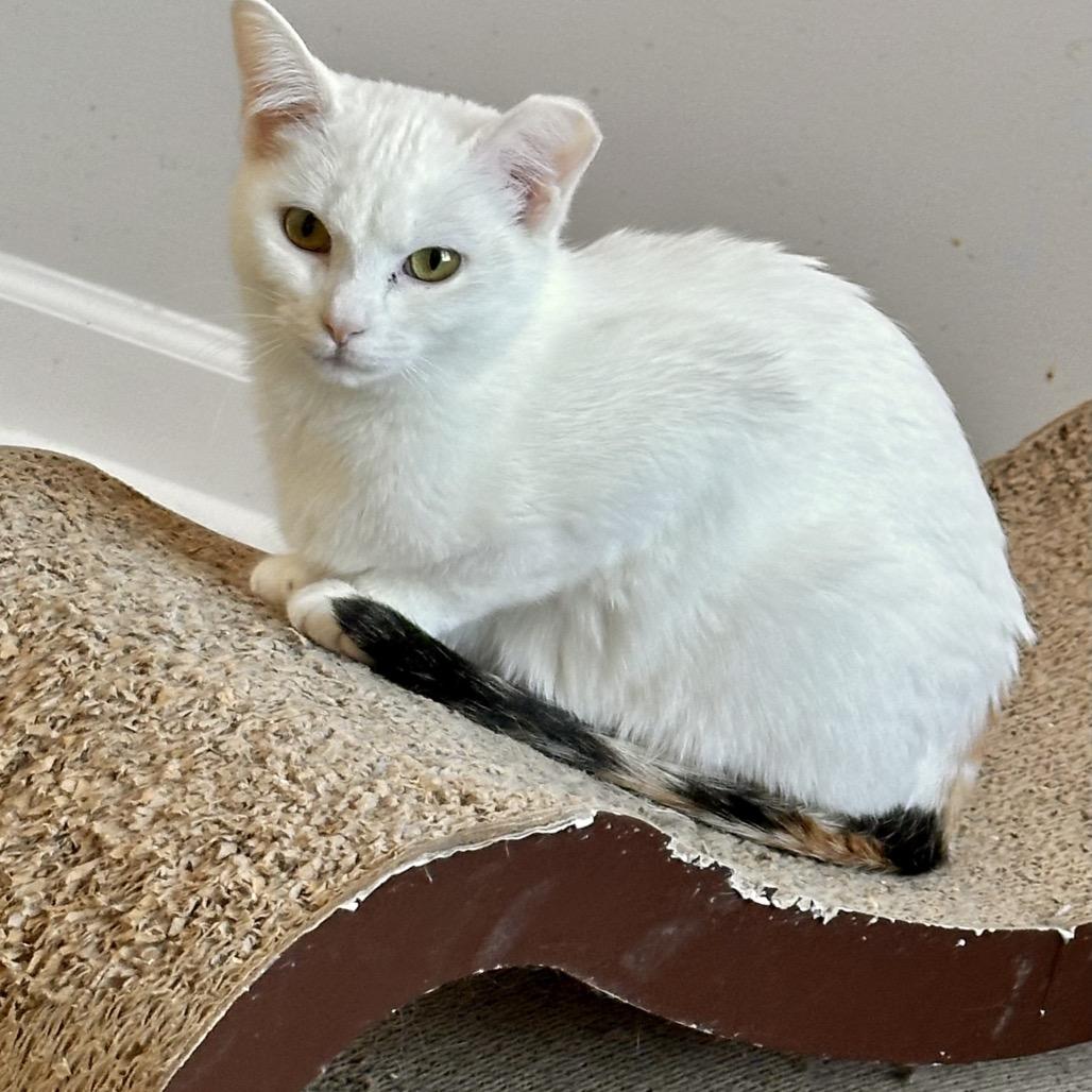 Diana, Adoptable, Young Female Domestic Short Hair.