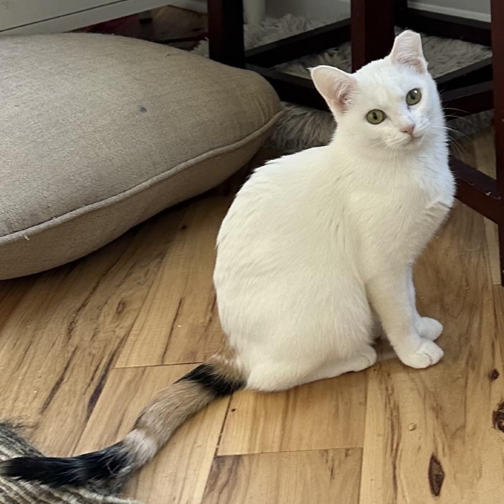 Enlarge Diana, a Adoptable Domestic Short Hair in SLIPPERY ROCK, PA image 2/2