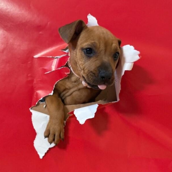 Scarlett NYC — thumbnail 3