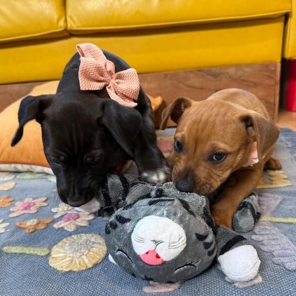 Scarlett NYC — thumbnail 4