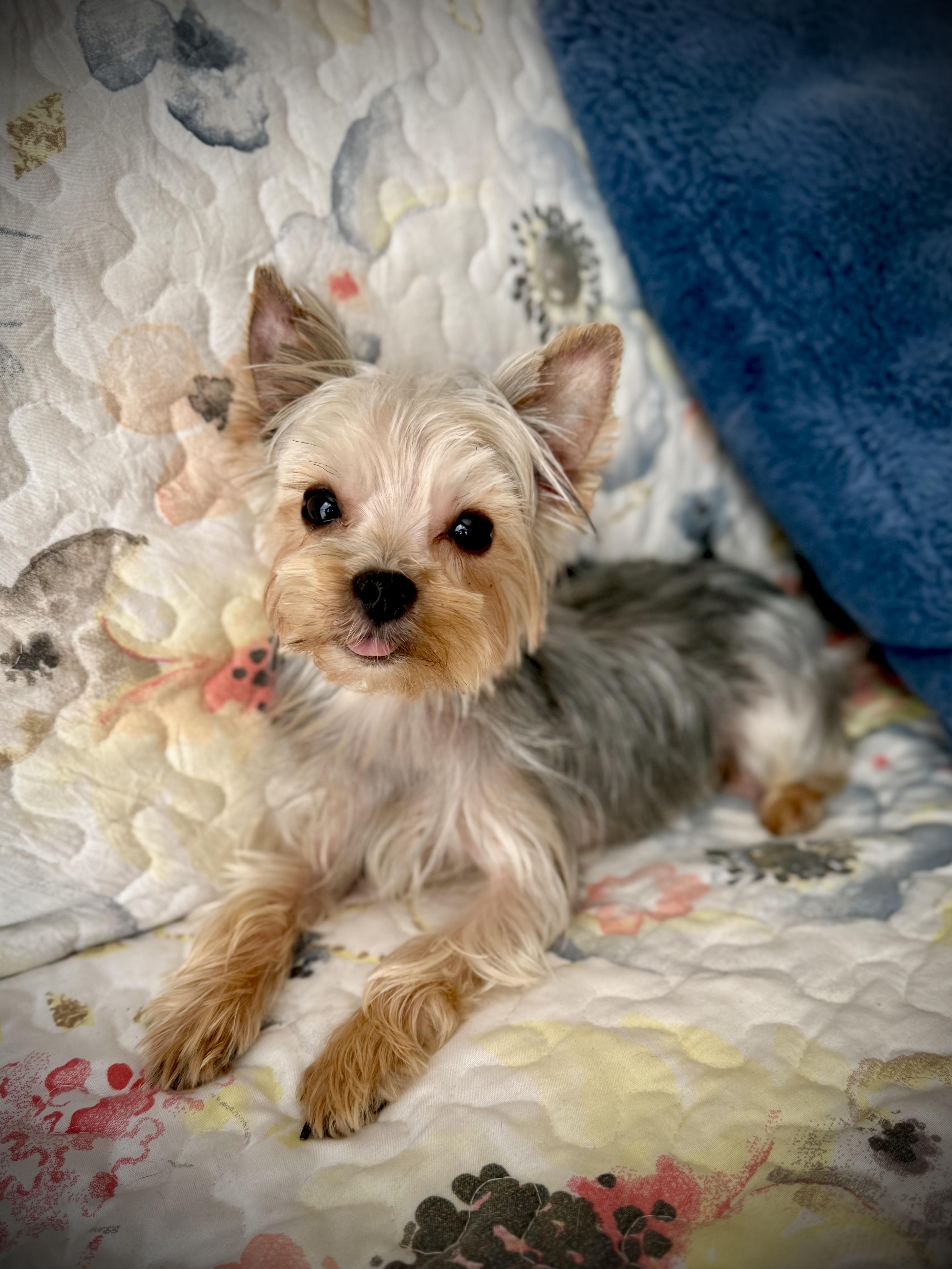 Enlarge Fergie, an adopted Yorkshire Terrier in Milton, FL image 2/4