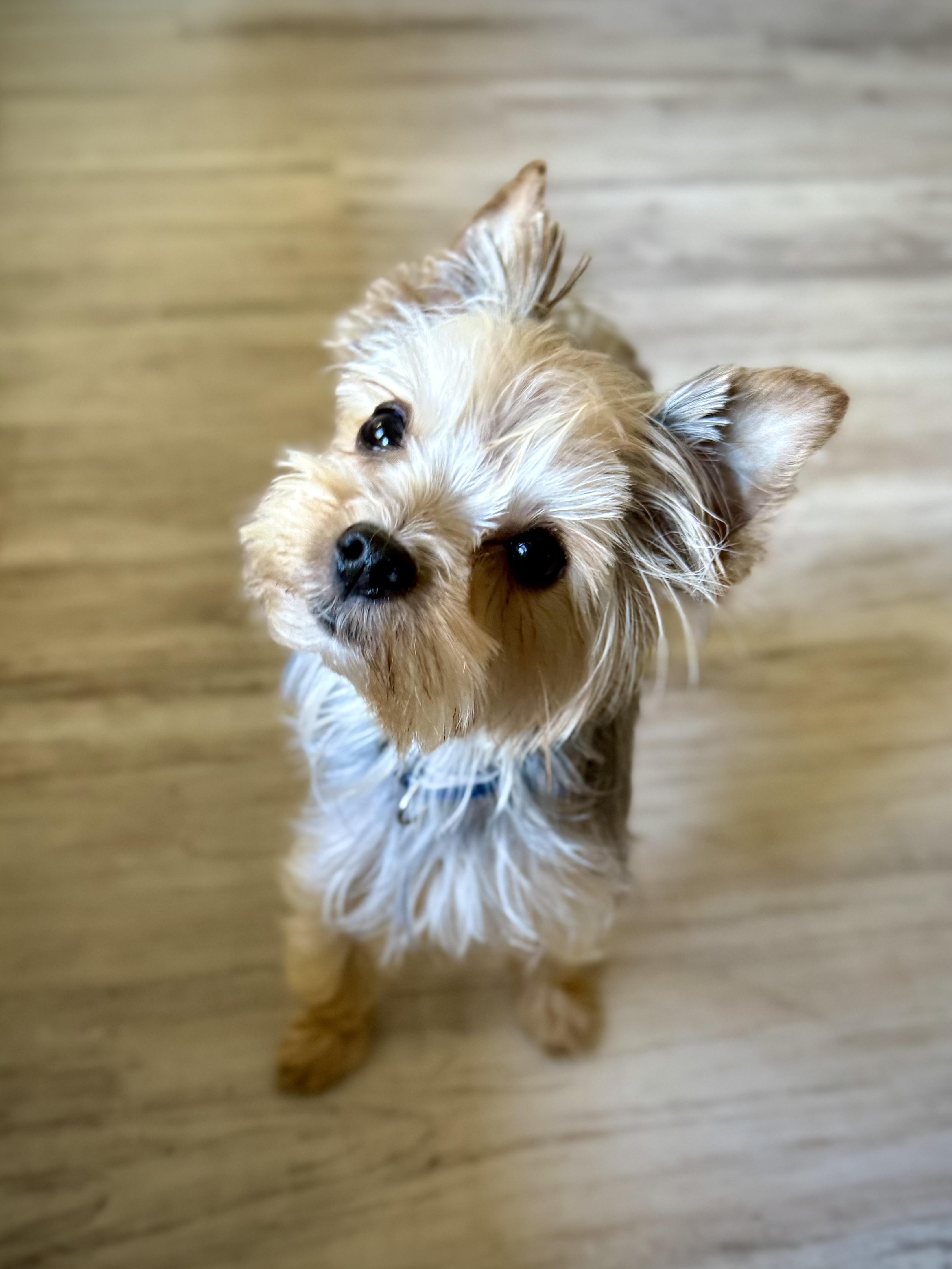Enlarge Fergie, an adopted Yorkshire Terrier in Milton, FL image 4/4