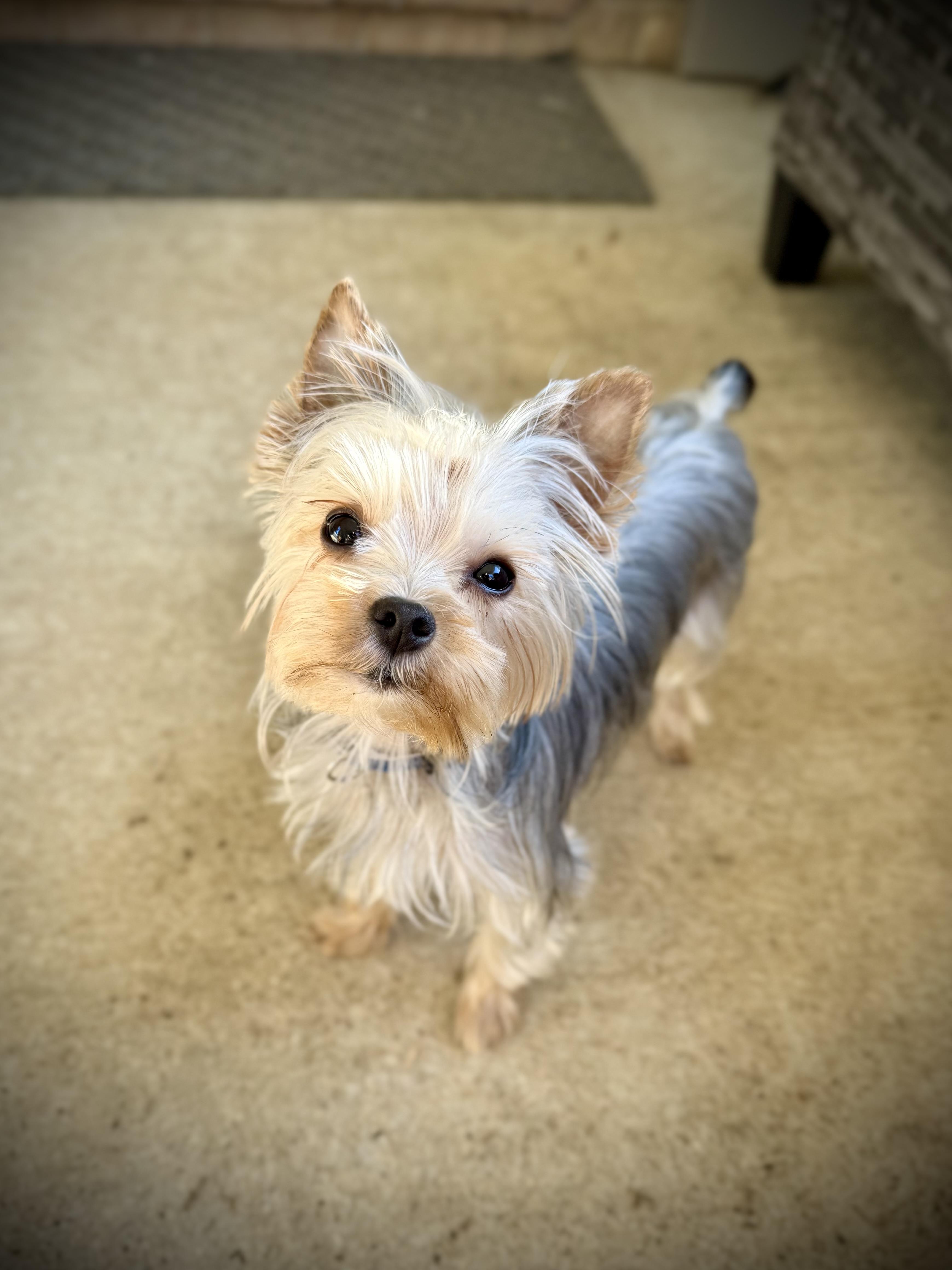 Enlarge Fergie, an adopted Yorkshire Terrier in Milton, FL image 3/4