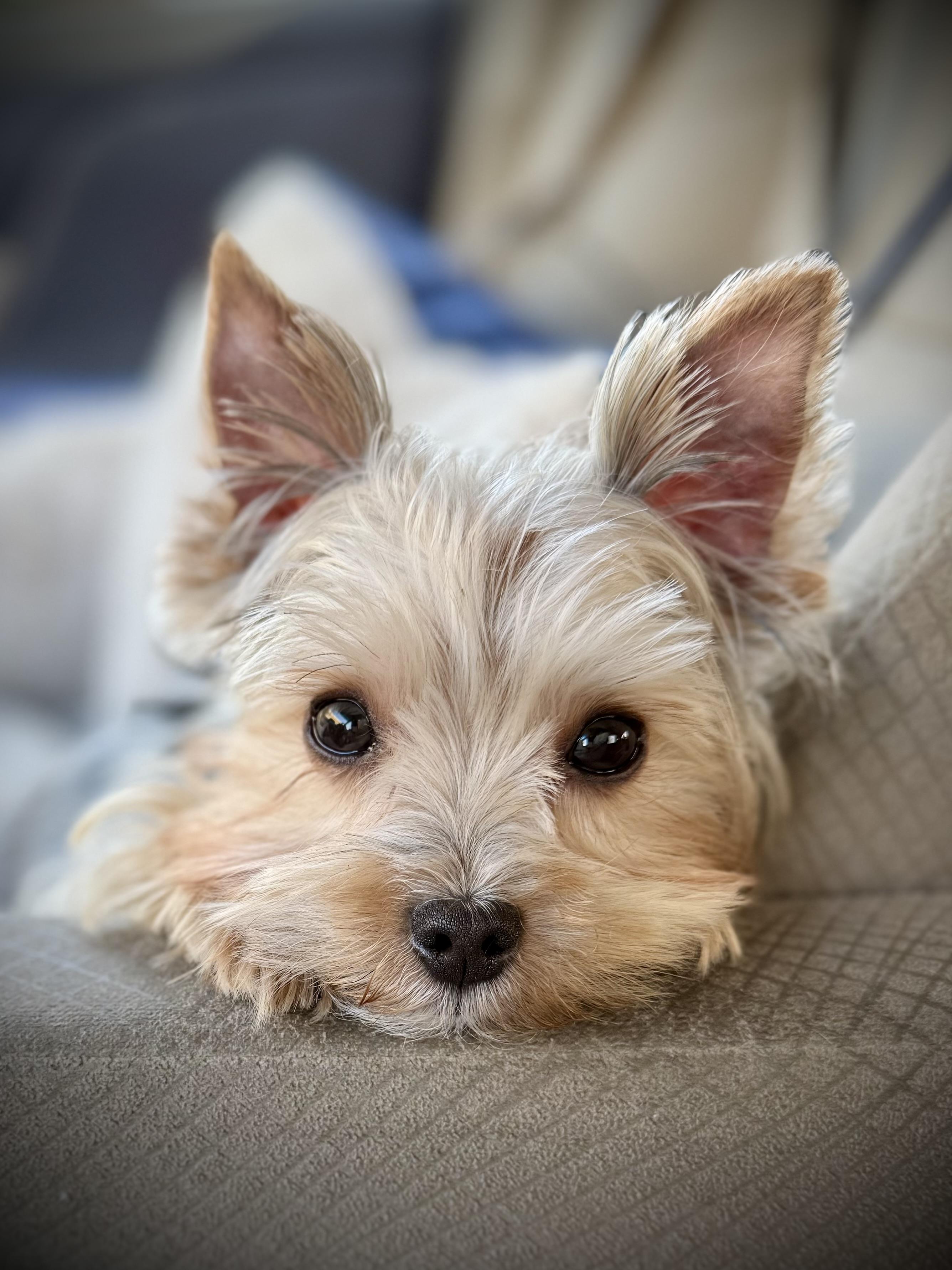 Enlarge Fergie, an adopted Yorkshire Terrier in Milton, FL image 1/4