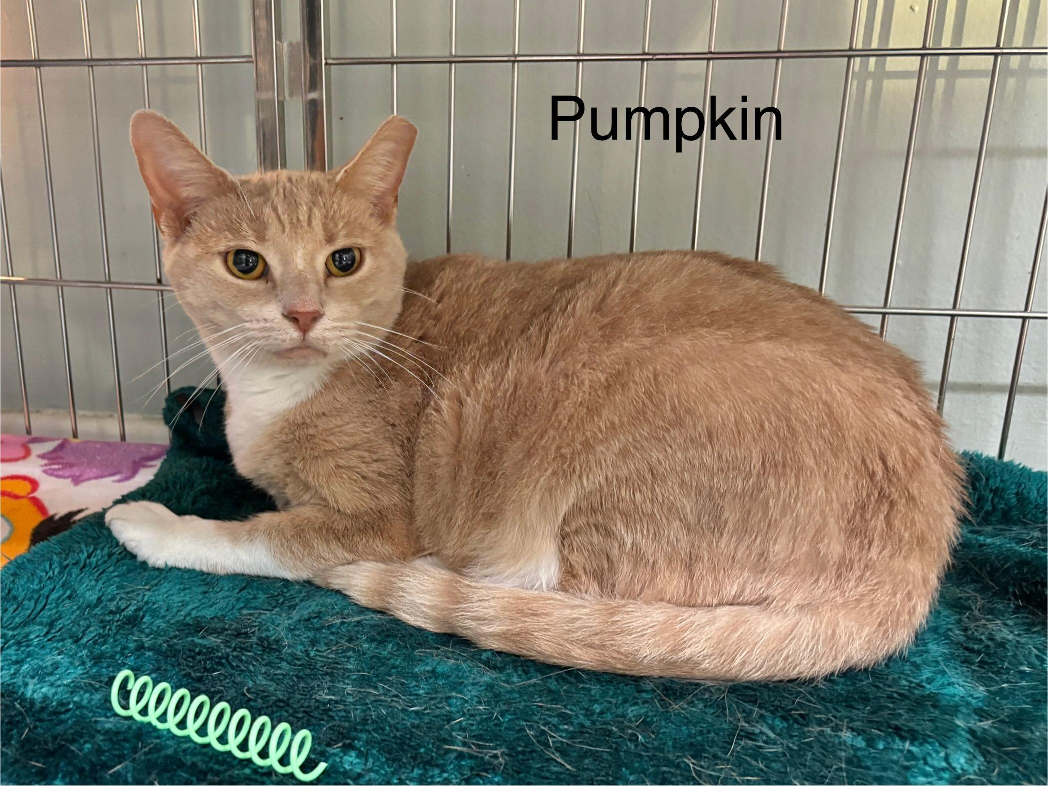 Enlarge Pumpkin, a Adoptable Domestic Short Hair in Ellicott City, MD image 2/4