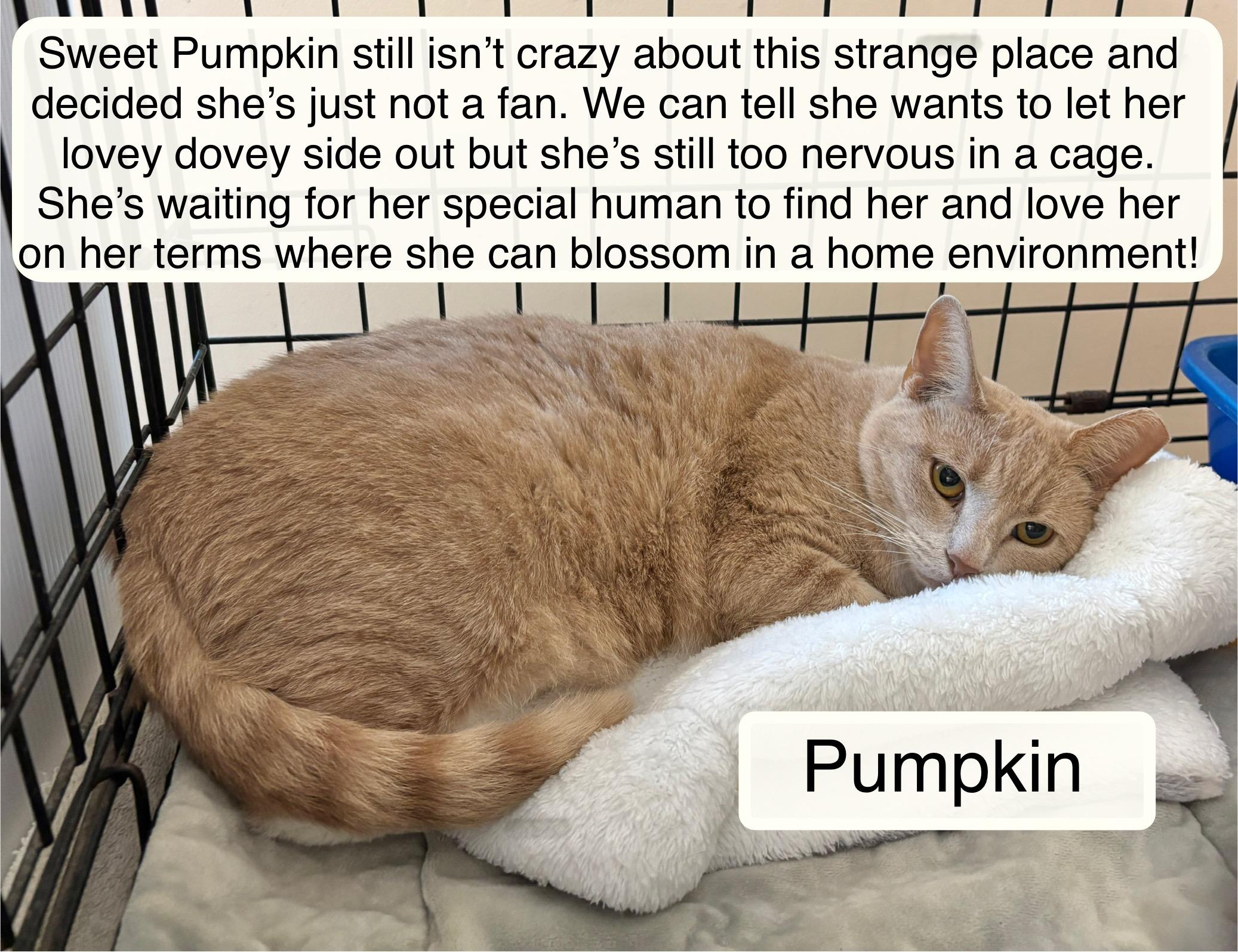 Pumpkin, Adoptable, Young Female Domestic Short Hair.