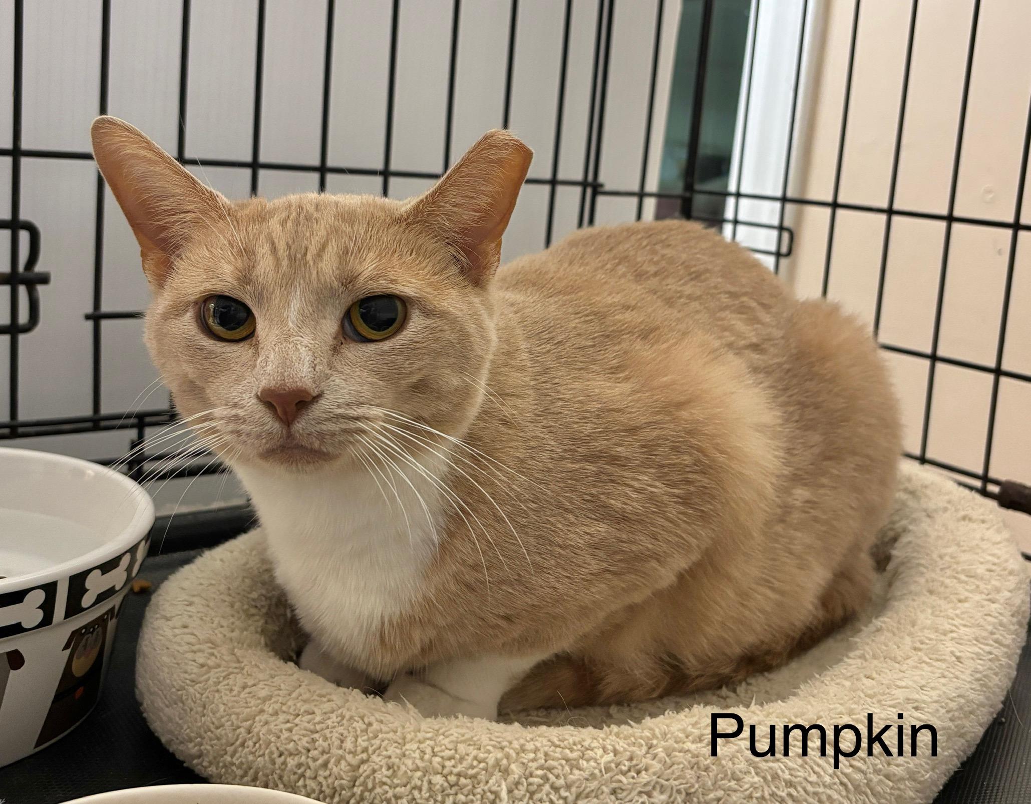 Enlarge Pumpkin, a Adoptable Domestic Short Hair in Ellicott City, MD image 4/4