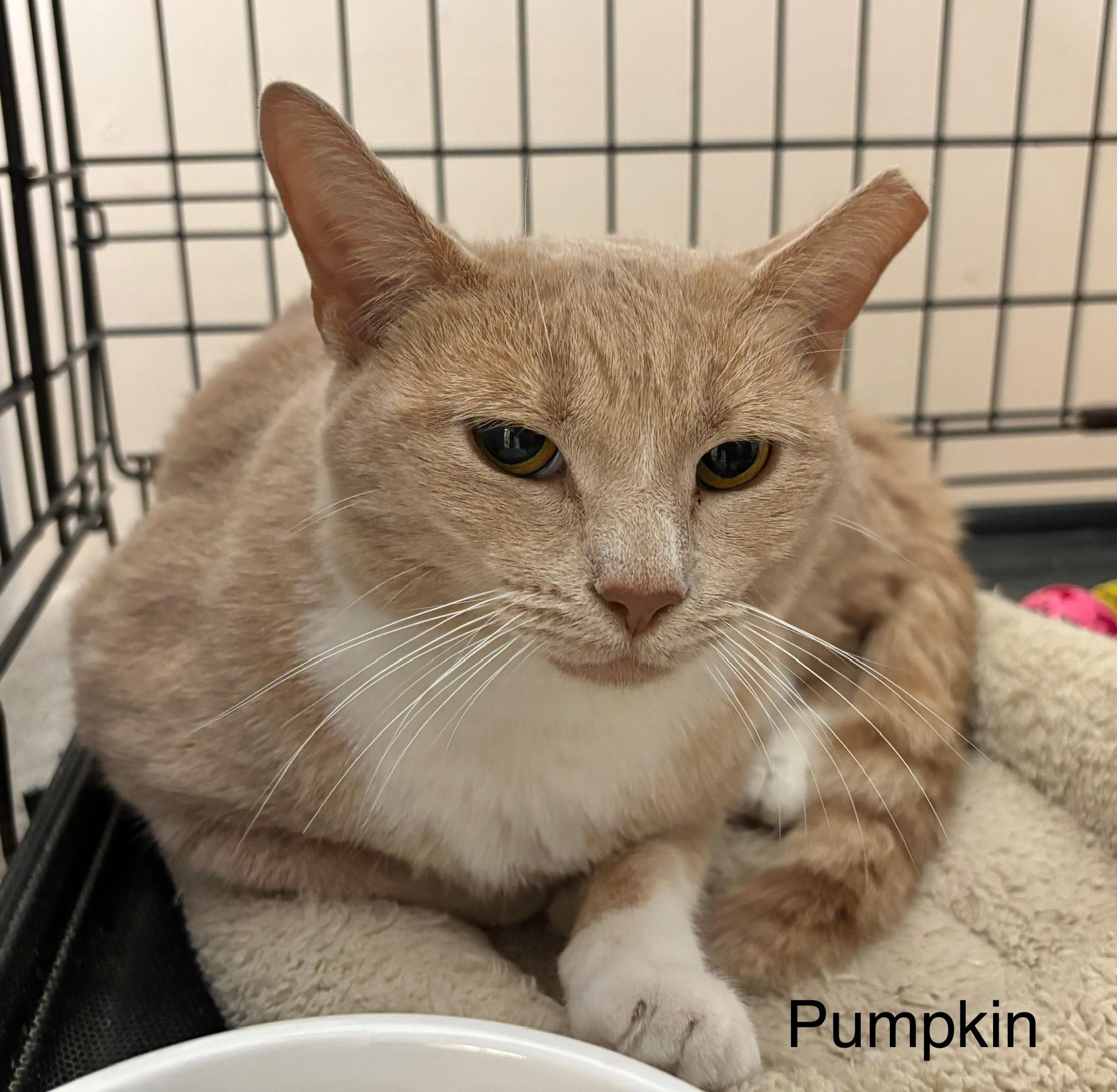 Enlarge Pumpkin, a Adoptable Domestic Short Hair in Ellicott City, MD image 3/4