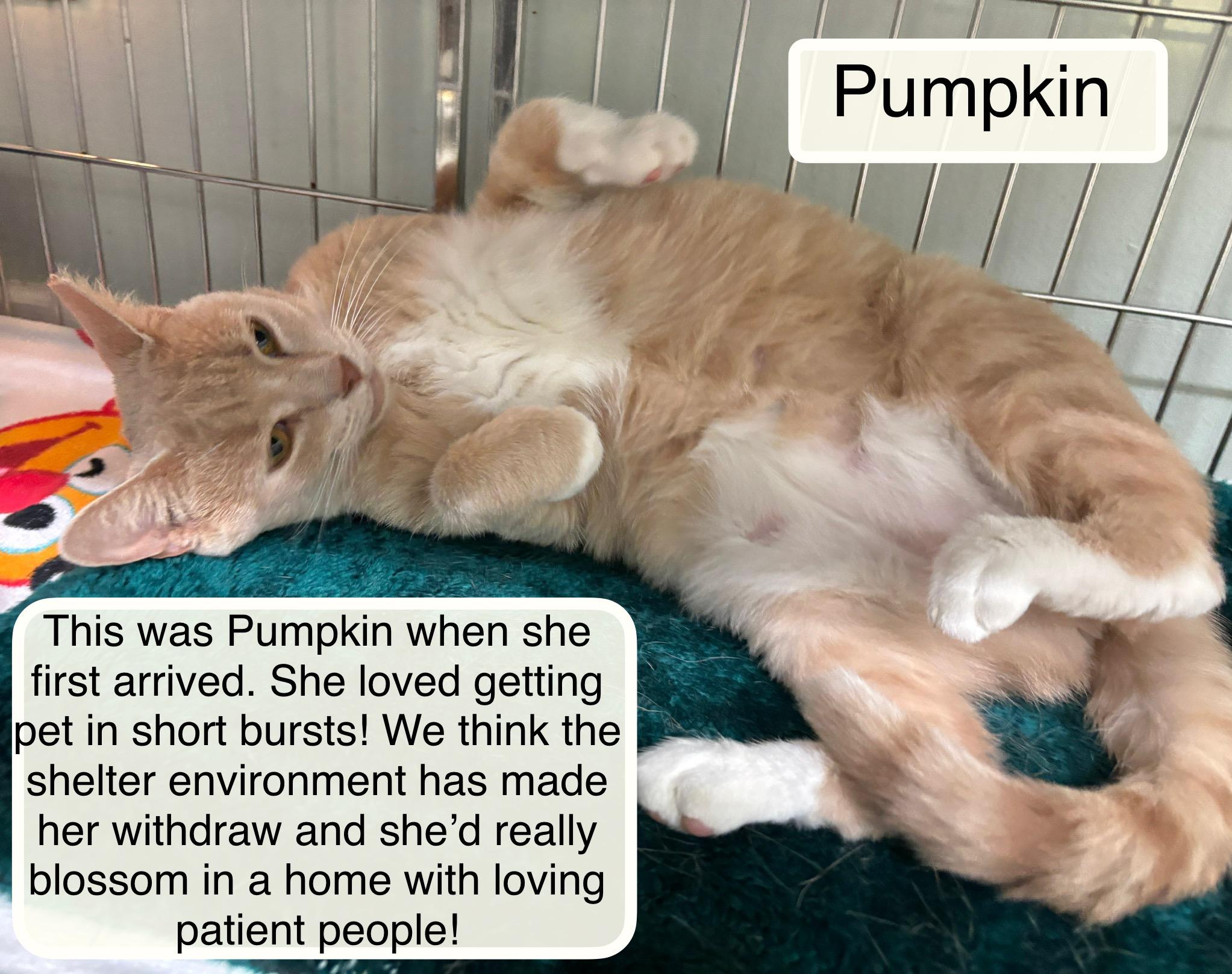 Enlarge Pumpkin, a Adoptable Domestic Short Hair in Ellicott City, MD image 1/5