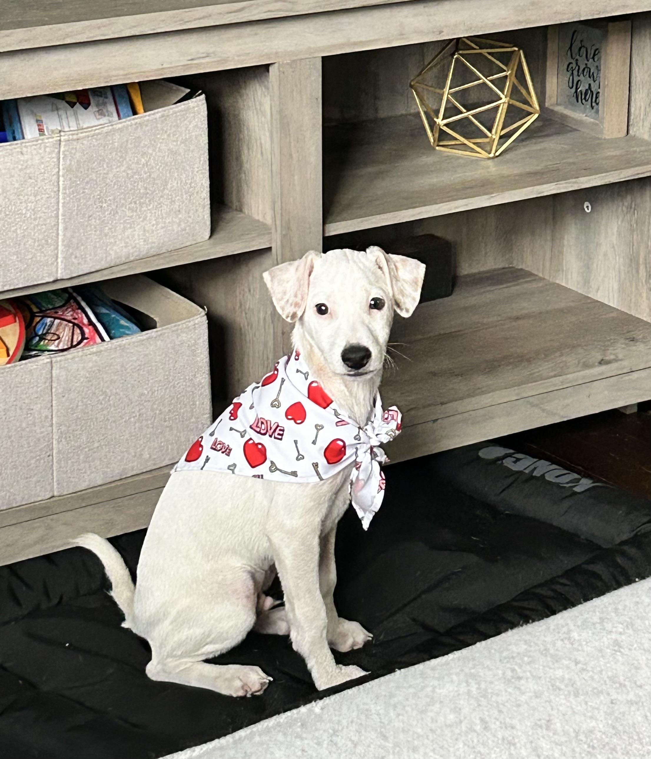 Enlarge Peter, a Adopted mixed breed in Centereach, NY image 1/6