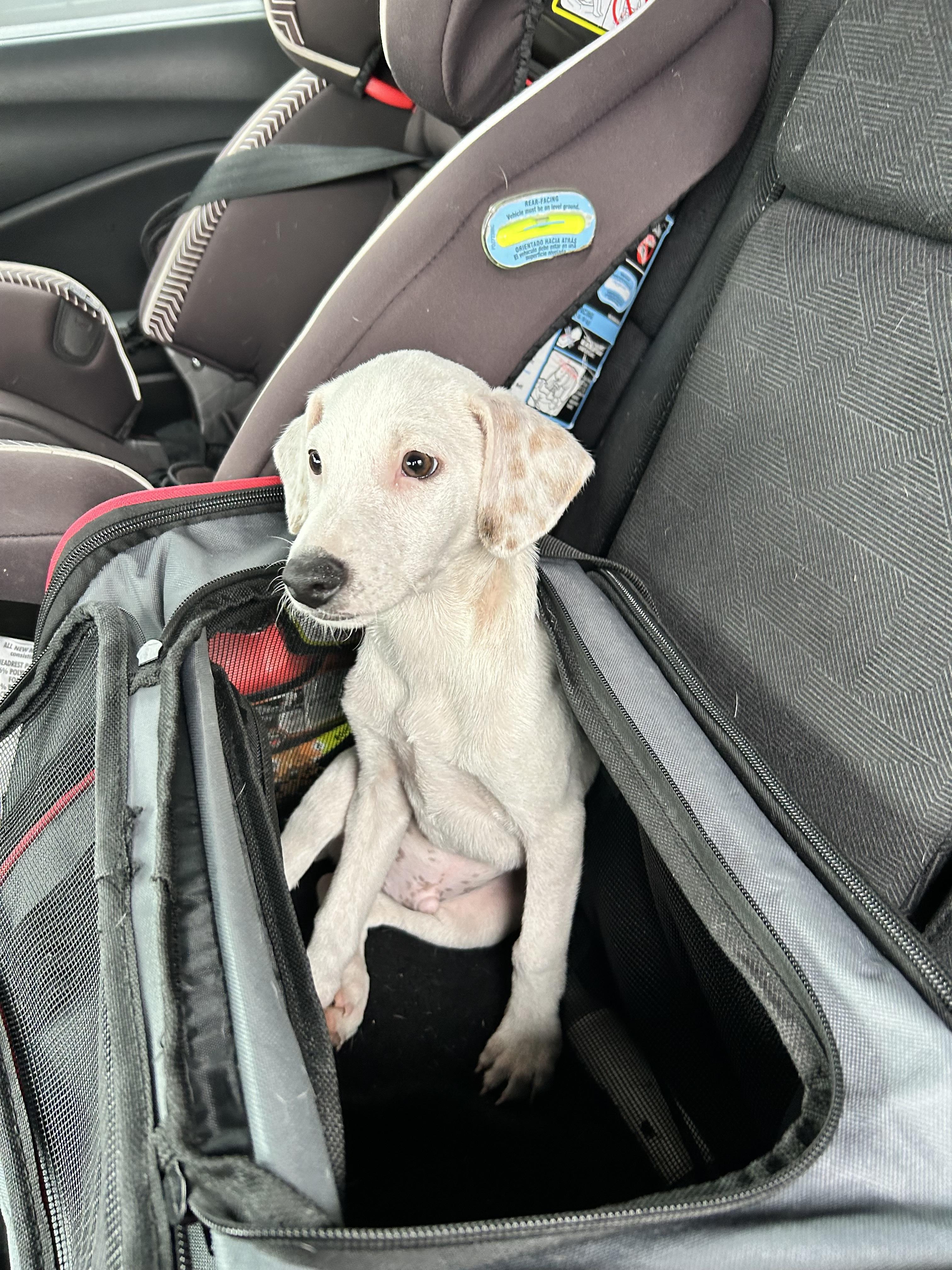 Enlarge Peter, a Adopted mixed breed in Centereach, NY image 2/6