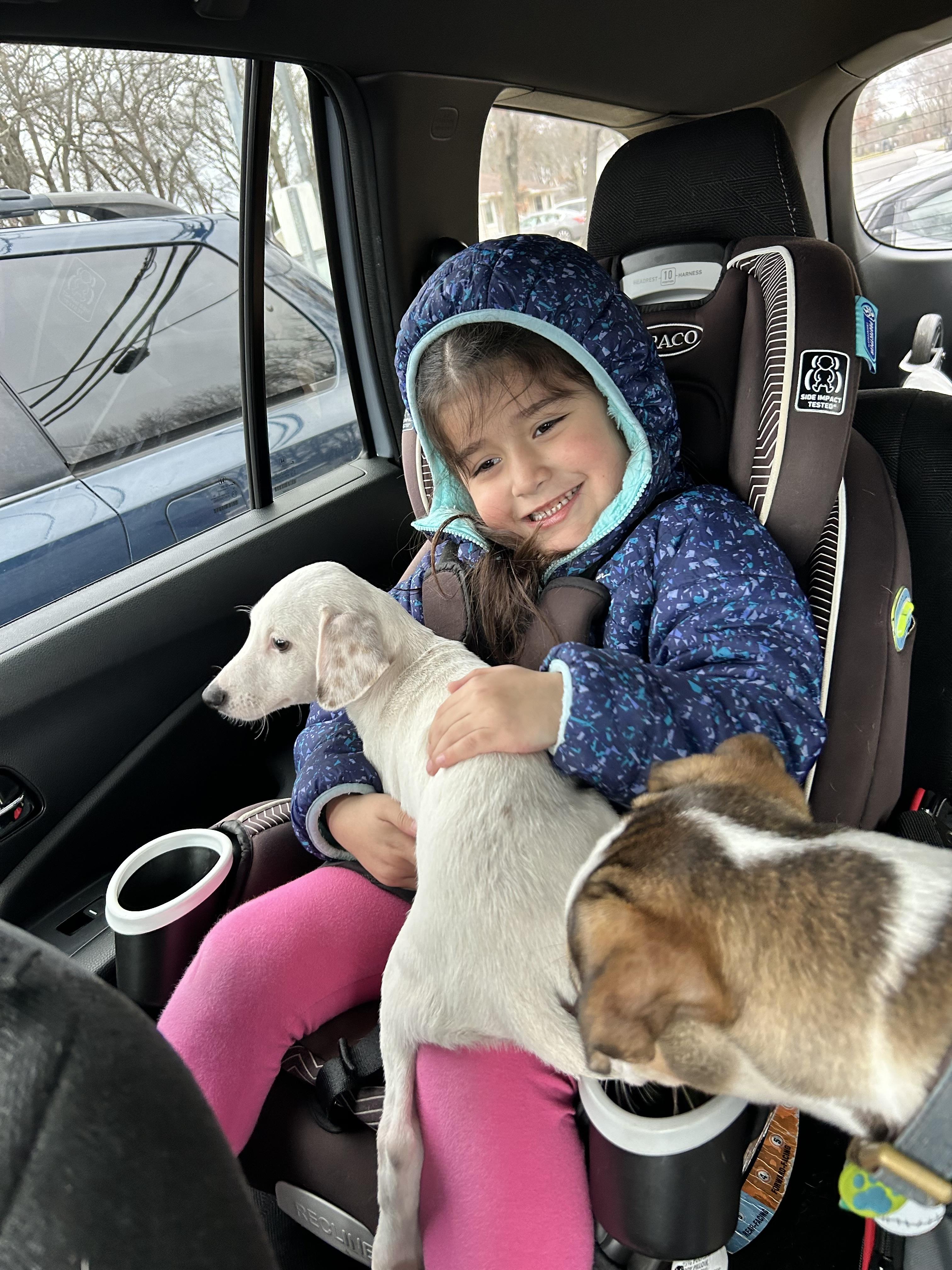 Enlarge Peter, a Adopted mixed breed in Centereach, NY image 5/6