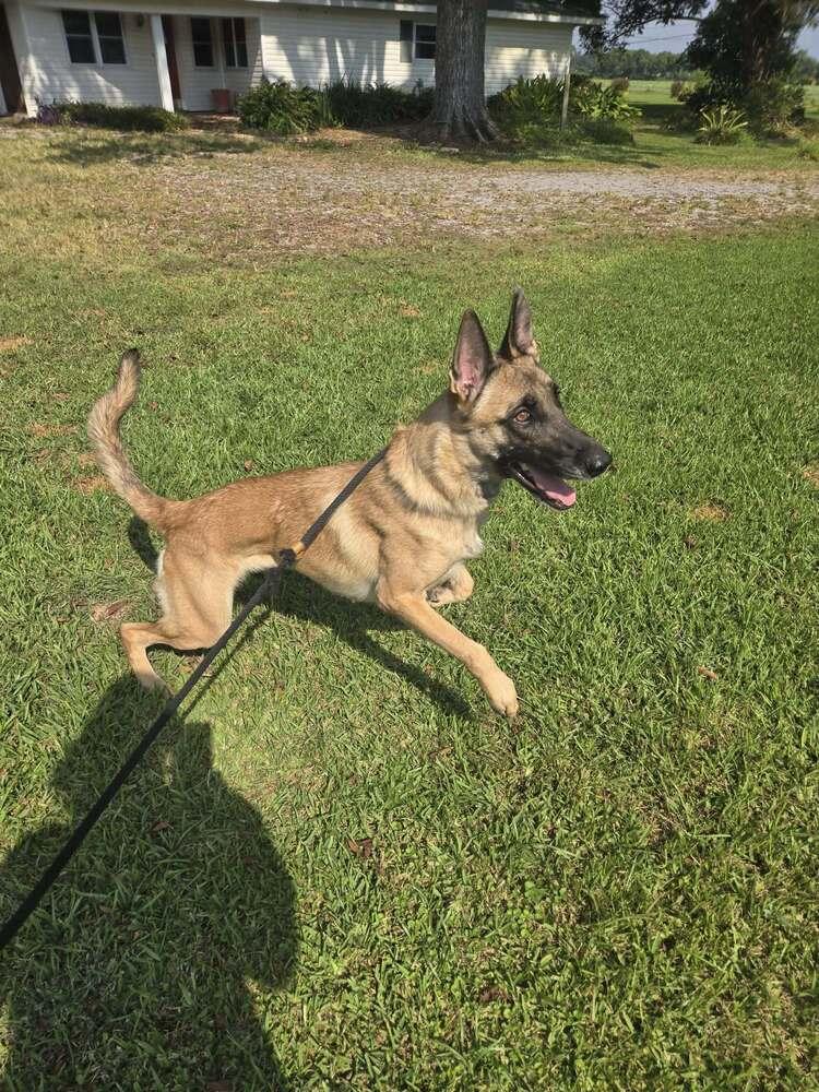 Lucy, Adoptable, Adult Female Belgian Shepherd / Malinois.