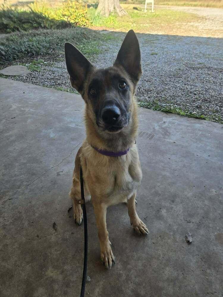 Enlarge Lucy, a Adoptable Belgian Shepherd / Malinois in Scott, LA image 2/6