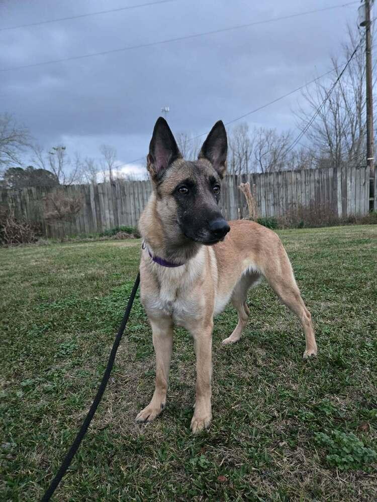 Enlarge Lucy, a Adoptable Belgian Shepherd / Malinois in Scott, LA image 4/6