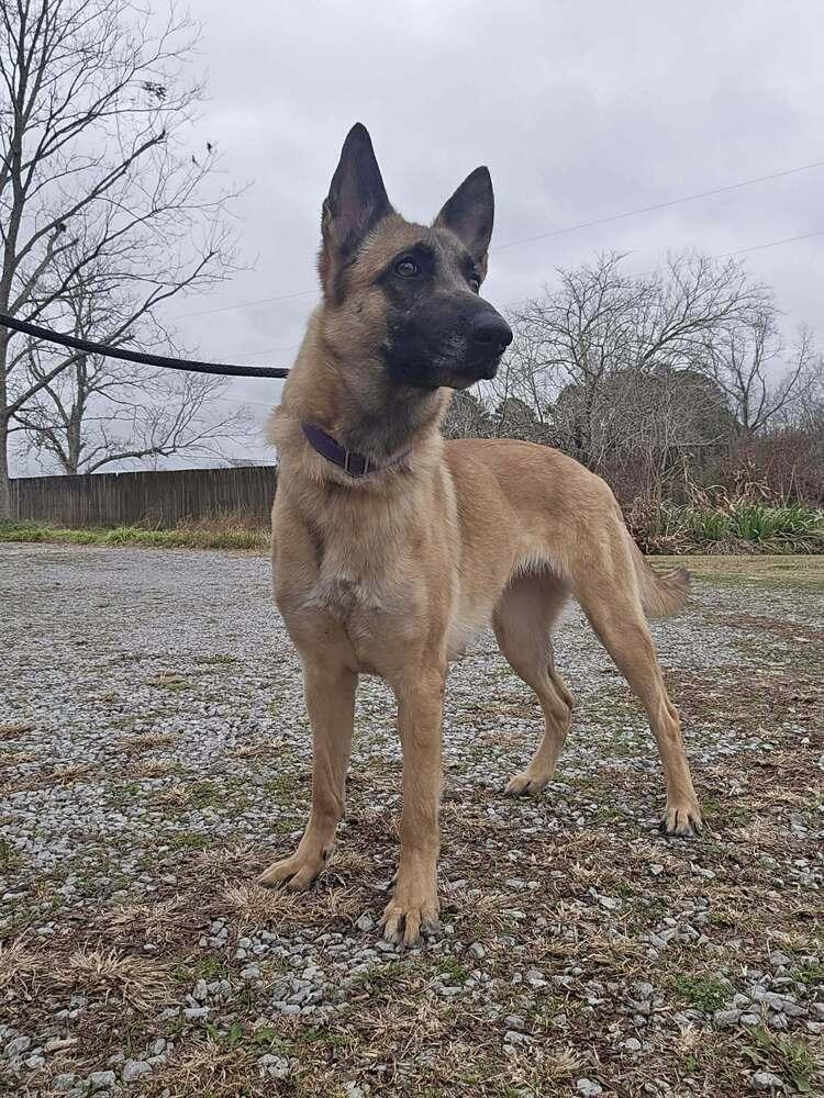 Enlarge Lucy, a Adoptable Belgian Shepherd / Malinois in Scott, LA image 5/6
