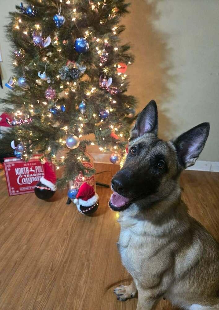 Enlarge Lucy, a Adoptable Belgian Shepherd / Malinois in Scott, LA image 6/6