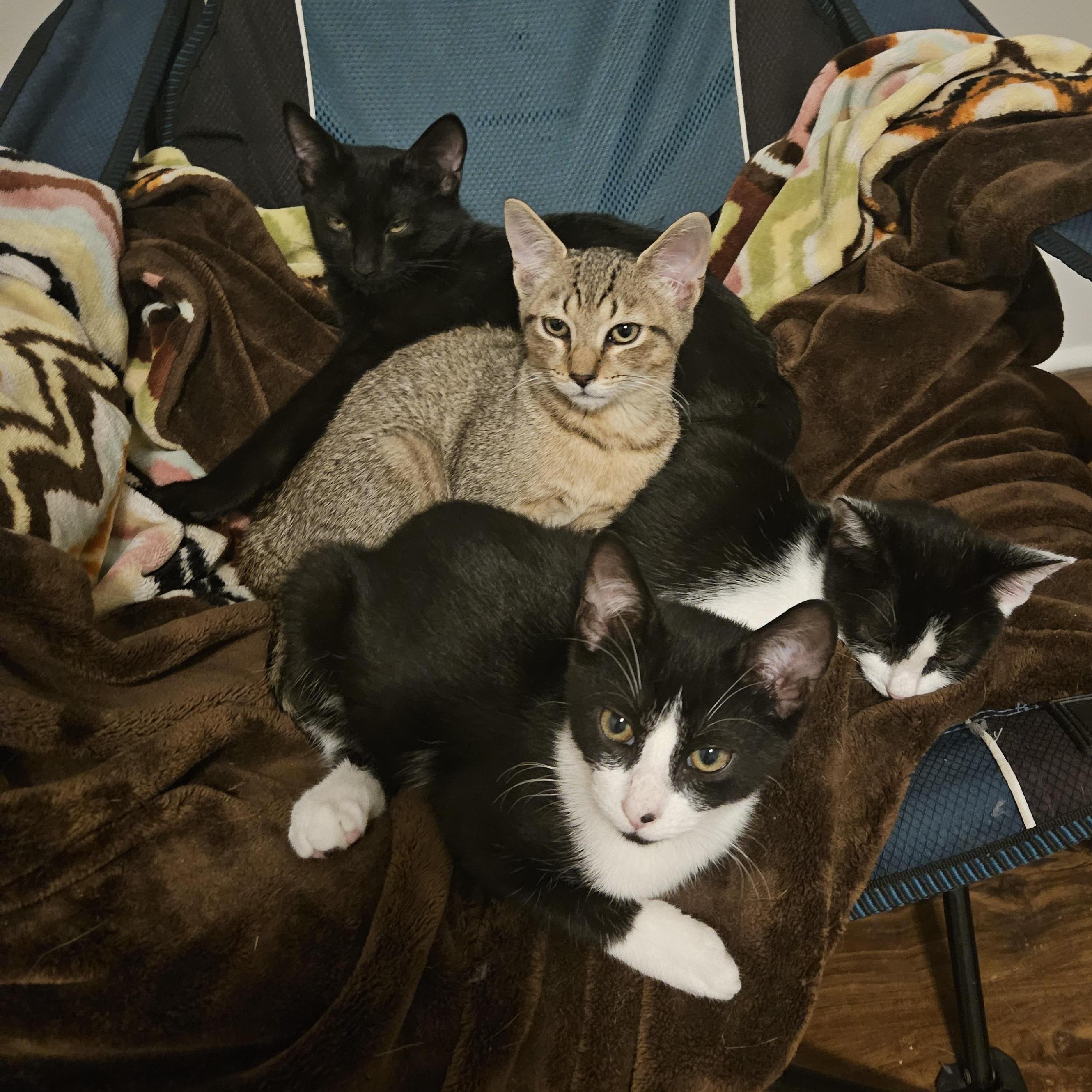 Enlarge River, a ADOPTABLE Domestic Short Hair in Wilmington, NC image 3/4