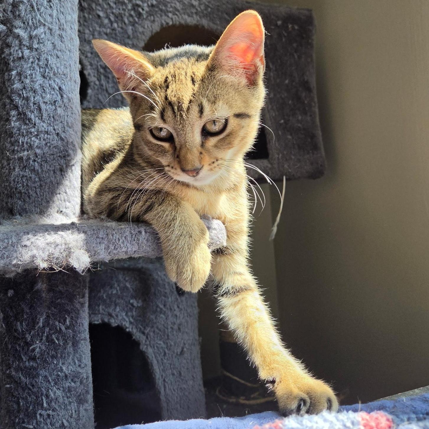 Enlarge River, a ADOPTABLE Domestic Short Hair in Wilmington, NC image 4/4