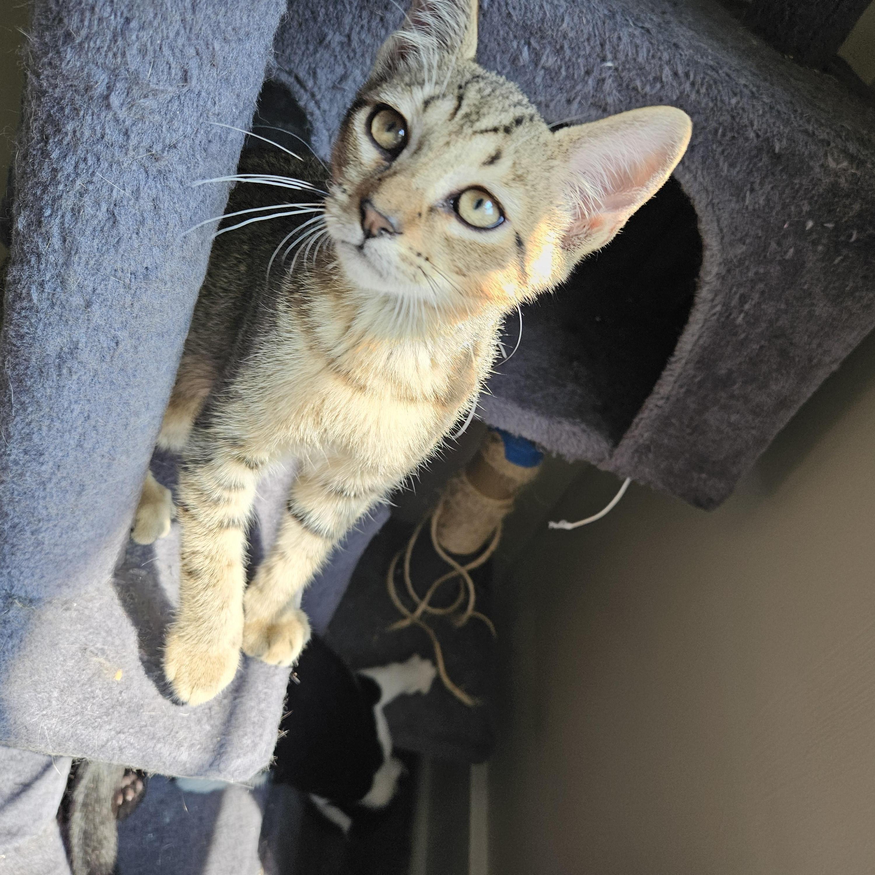 River, ADOPTABLE, Kitten Female Domestic Short Hair.