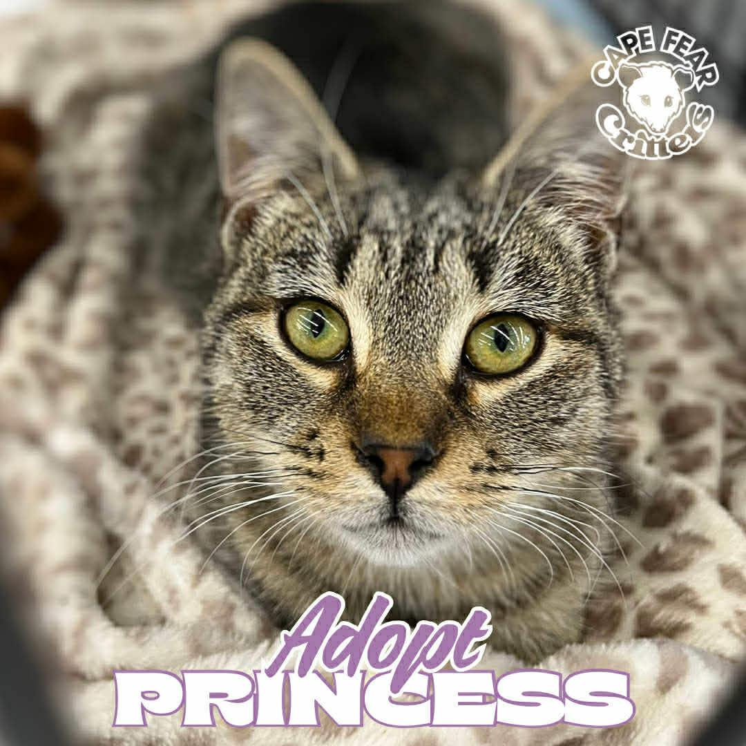 Enlarge Princess, an adopted Tabby in Wilmington, NC image 1/1