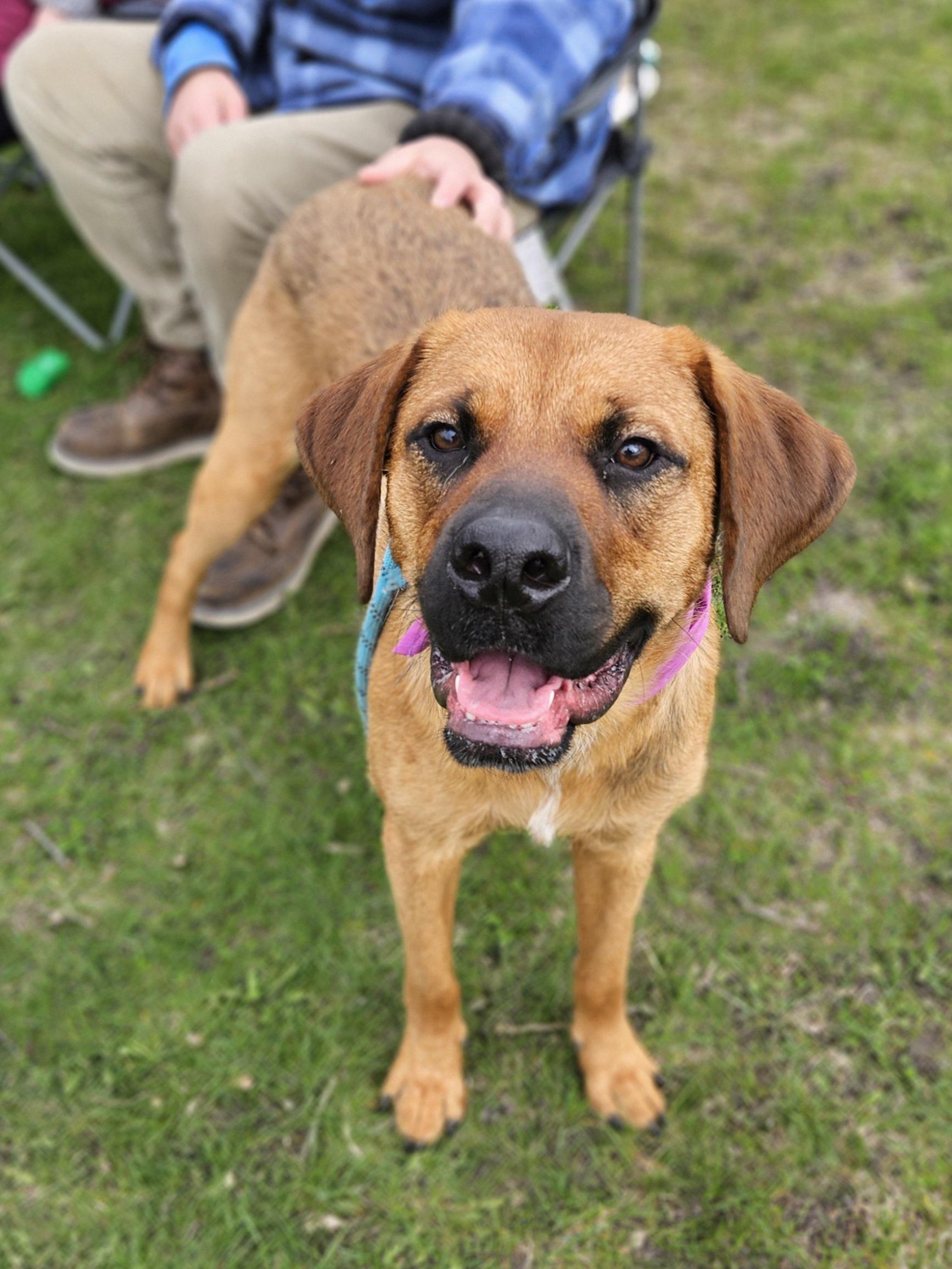 SABRINA $400, a Adoptable mixed breed in Milwaukee, WI image 6/6