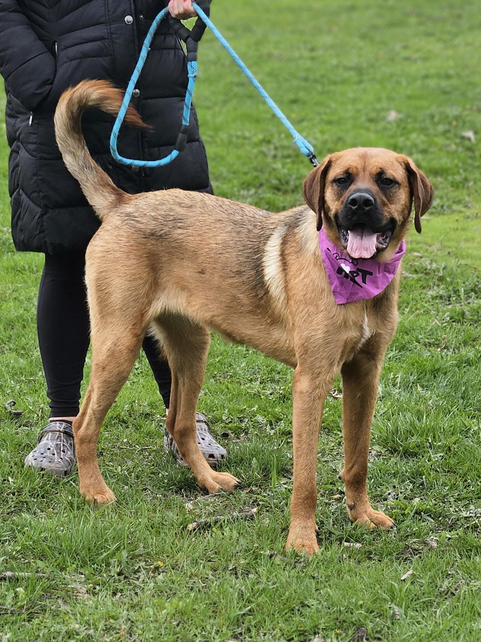 SABRINA $400, a Adoptable mixed breed in Milwaukee, WI image 5/6