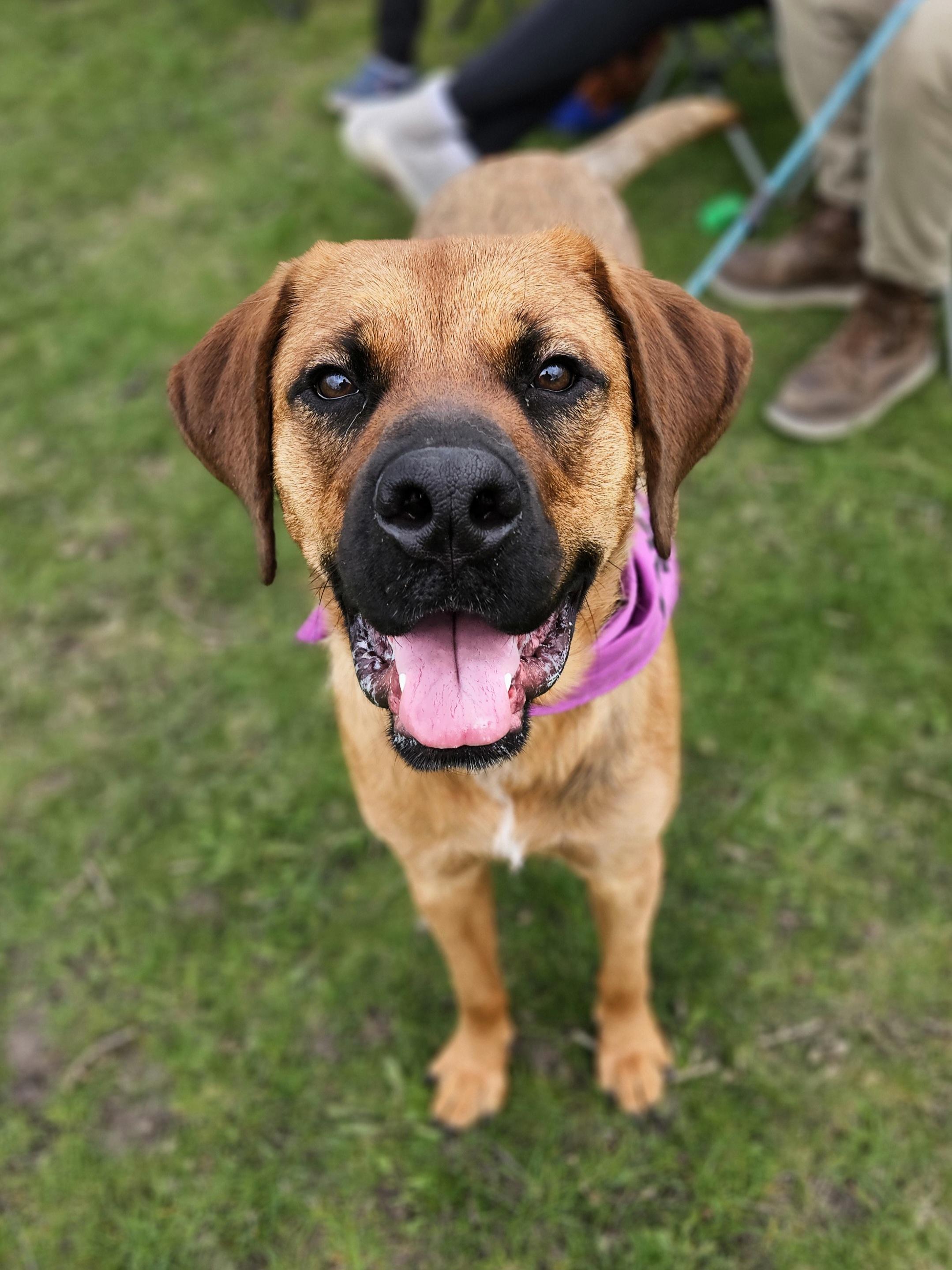 SABRINA   $400, Adult Female Black Mouth Cur