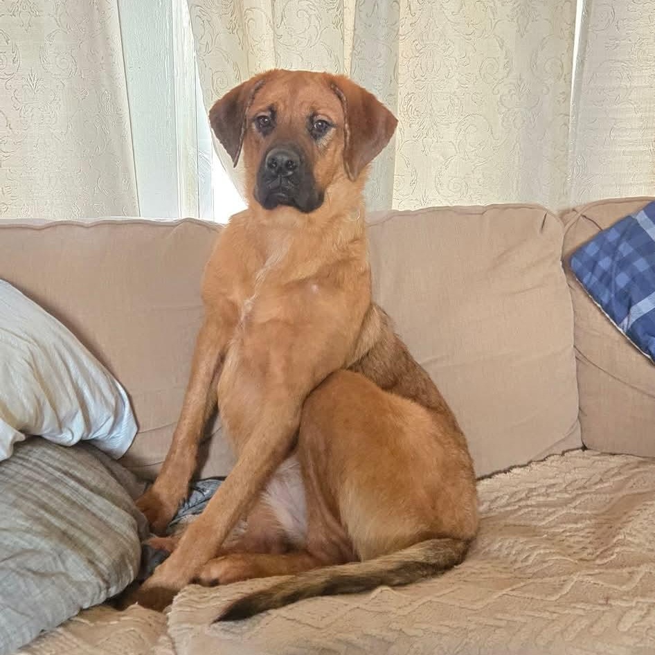 SABRINA $400, a Adoptable mixed breed in Milwaukee, WI image 2/6