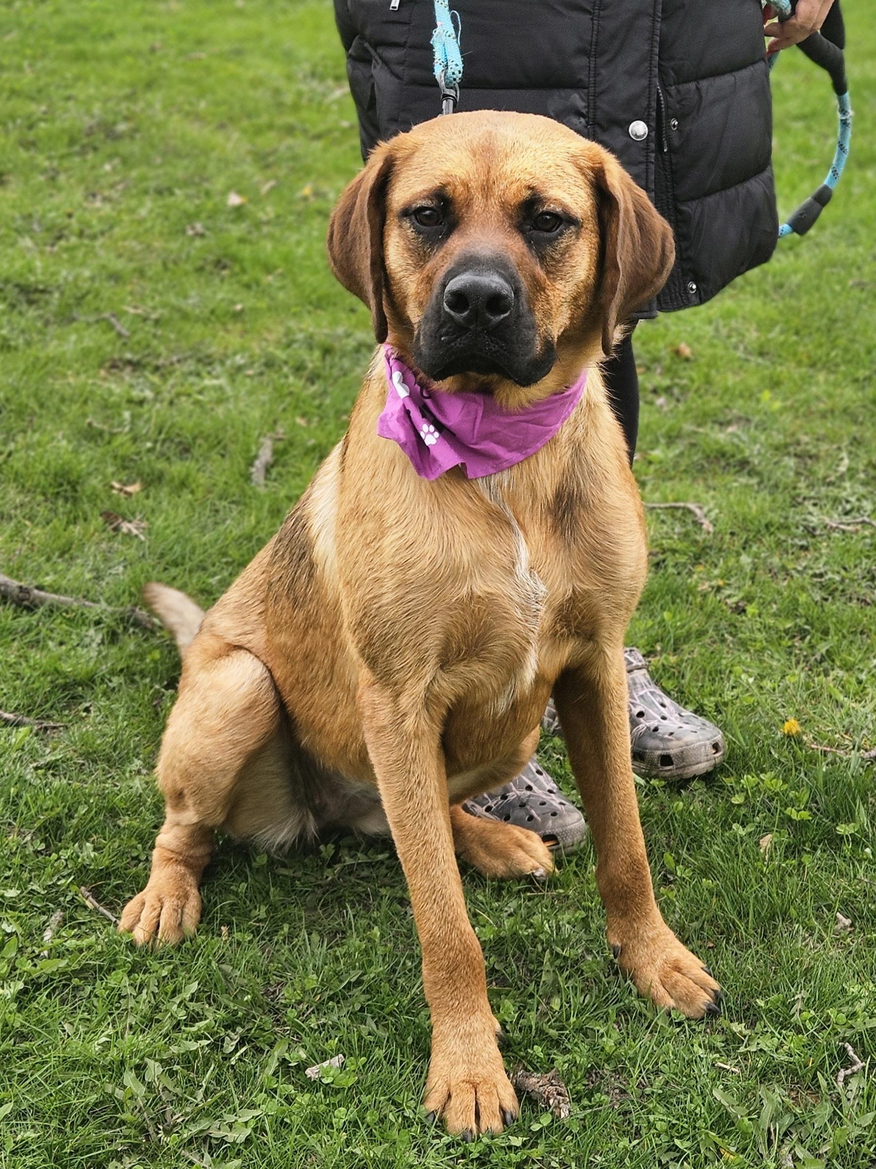 SABRINA $400, a Adoptable mixed breed in Milwaukee, WI image 4/6