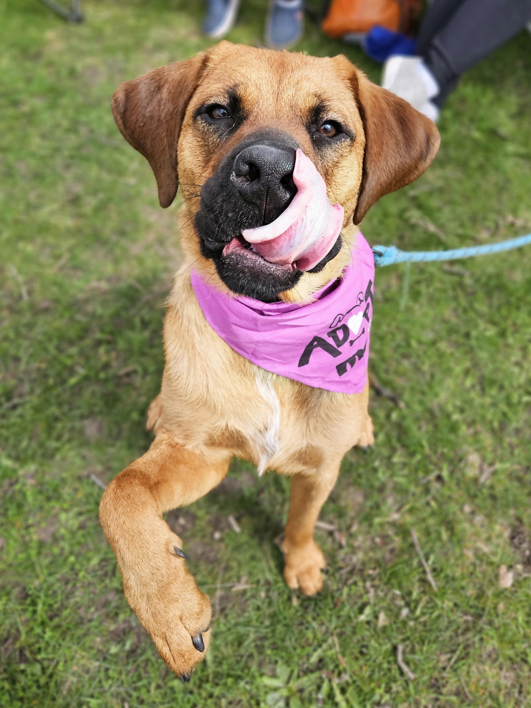 SABRINA $400, a Adoptable mixed breed in Milwaukee, WI image 3/6