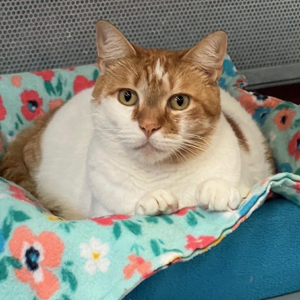 Billie, Adoptable, Adult Male Domestic Short Hair.