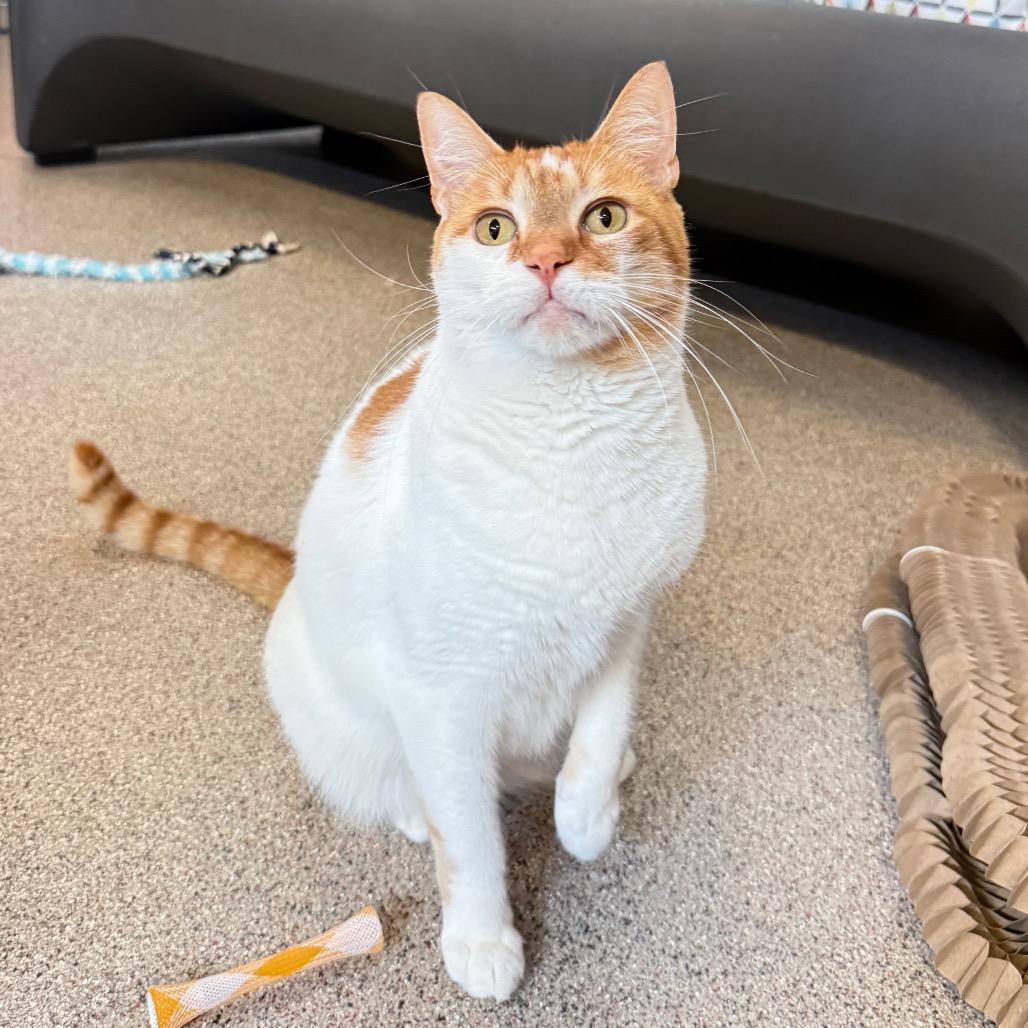 Billie, a Adoptable Domestic Short Hair in Sarasota, FL image 2/5