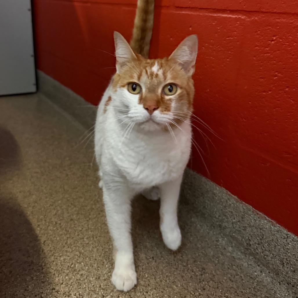 Billie, Adoptable, Adult Male Domestic Short Hair.