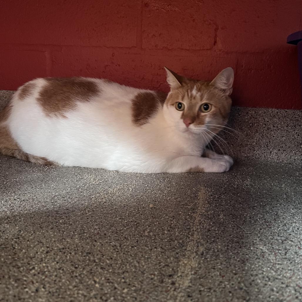 Billie, a Adoptable Domestic Short Hair in Sarasota, FL image 4/5