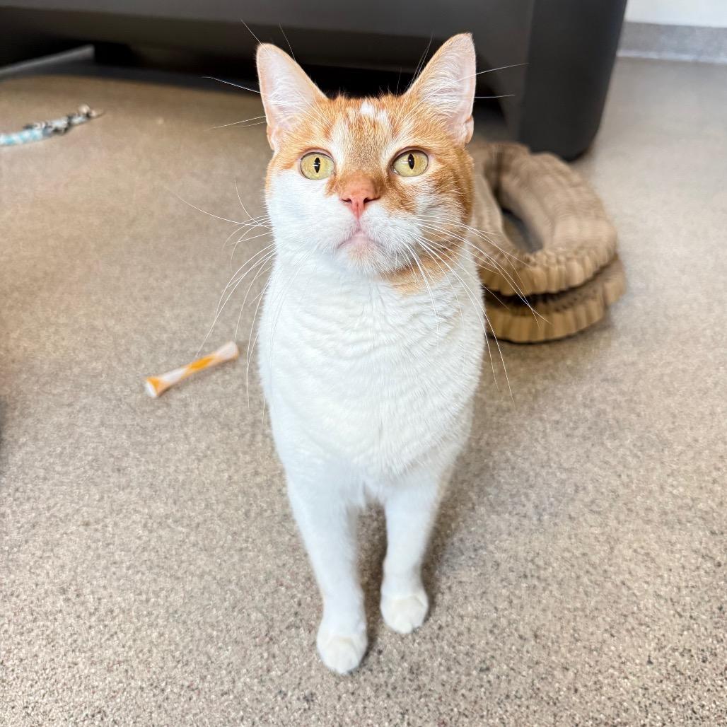 Billie, a Adoptable Domestic Short Hair in Sarasota, FL image 5/5