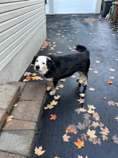 BELLE, a Adoptable mixed breed image 1/4